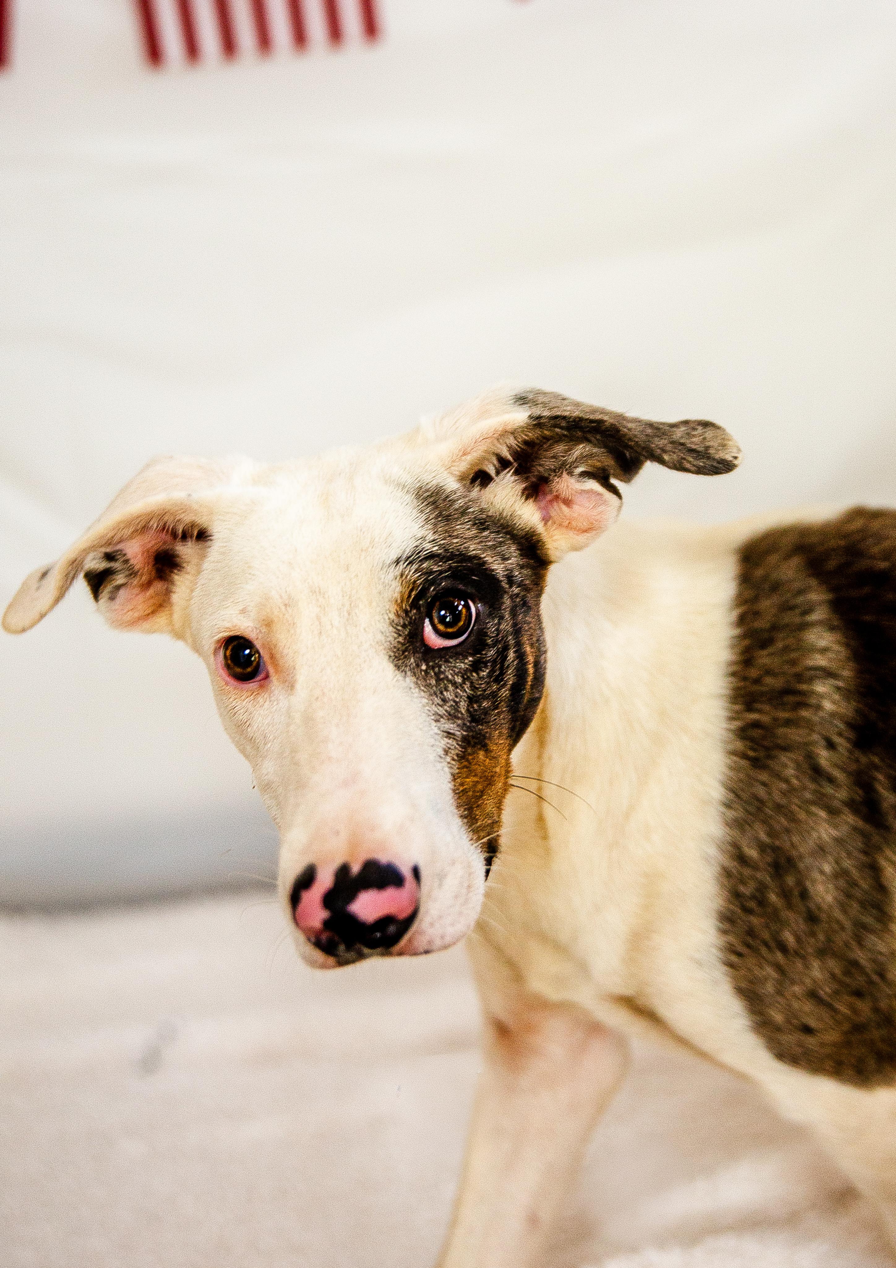 Rio, a ADOPTABLE Border Collie in Chickasha, OK image 5/5