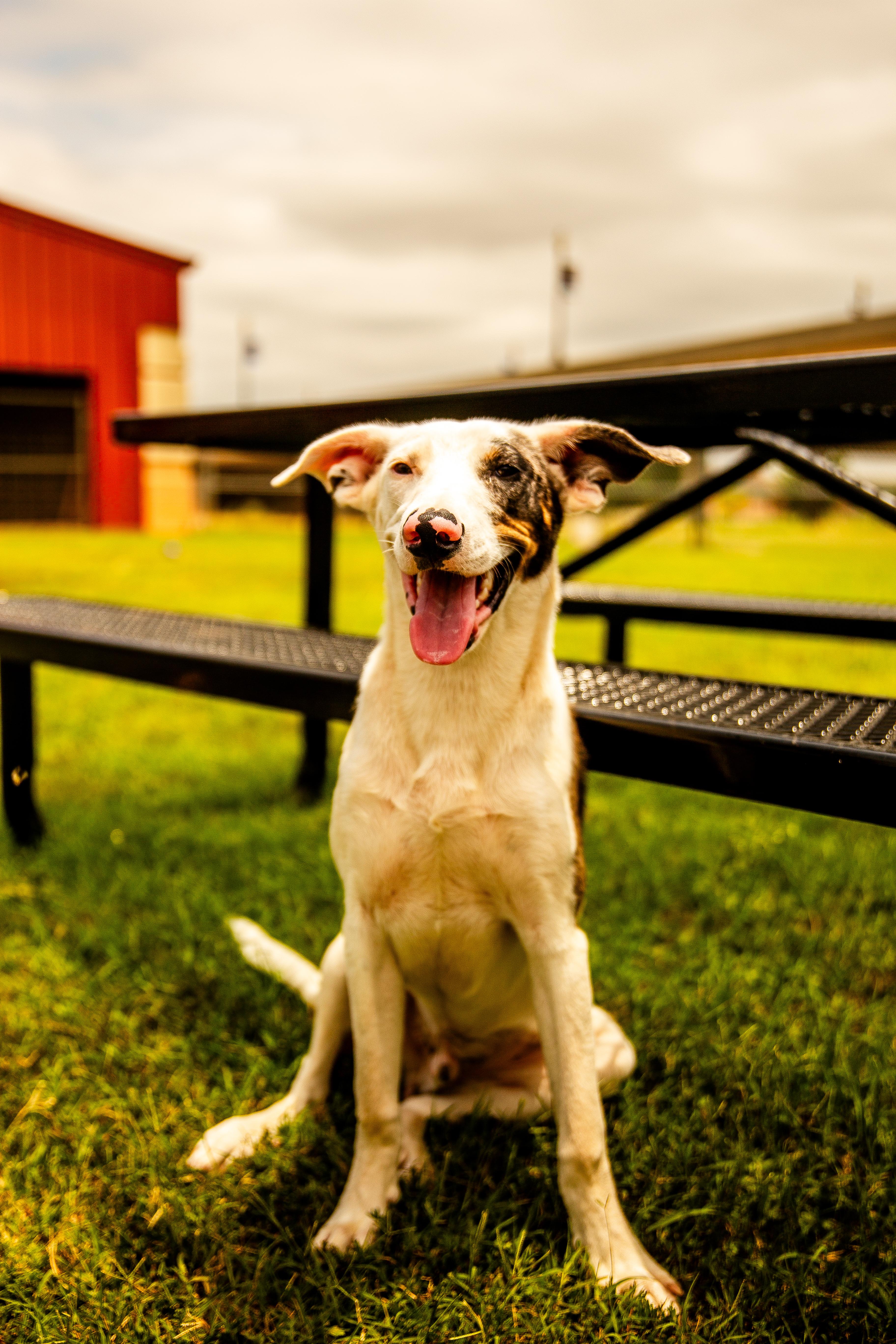 Rio, a ADOPTABLE Border Collie in Chickasha, OK image 2/5