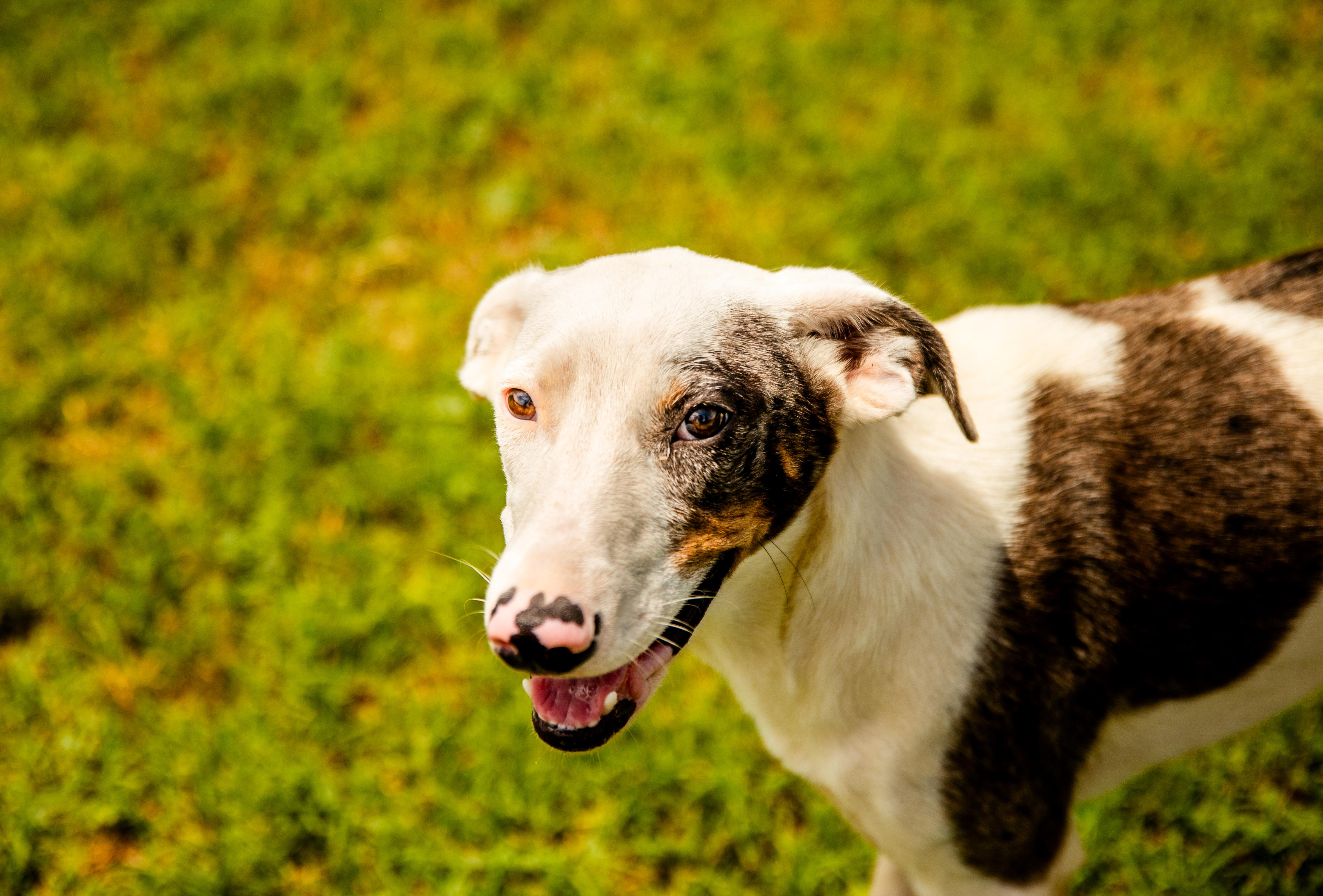 Rio, a ADOPTABLE Border Collie in Chickasha, OK image 4/5
