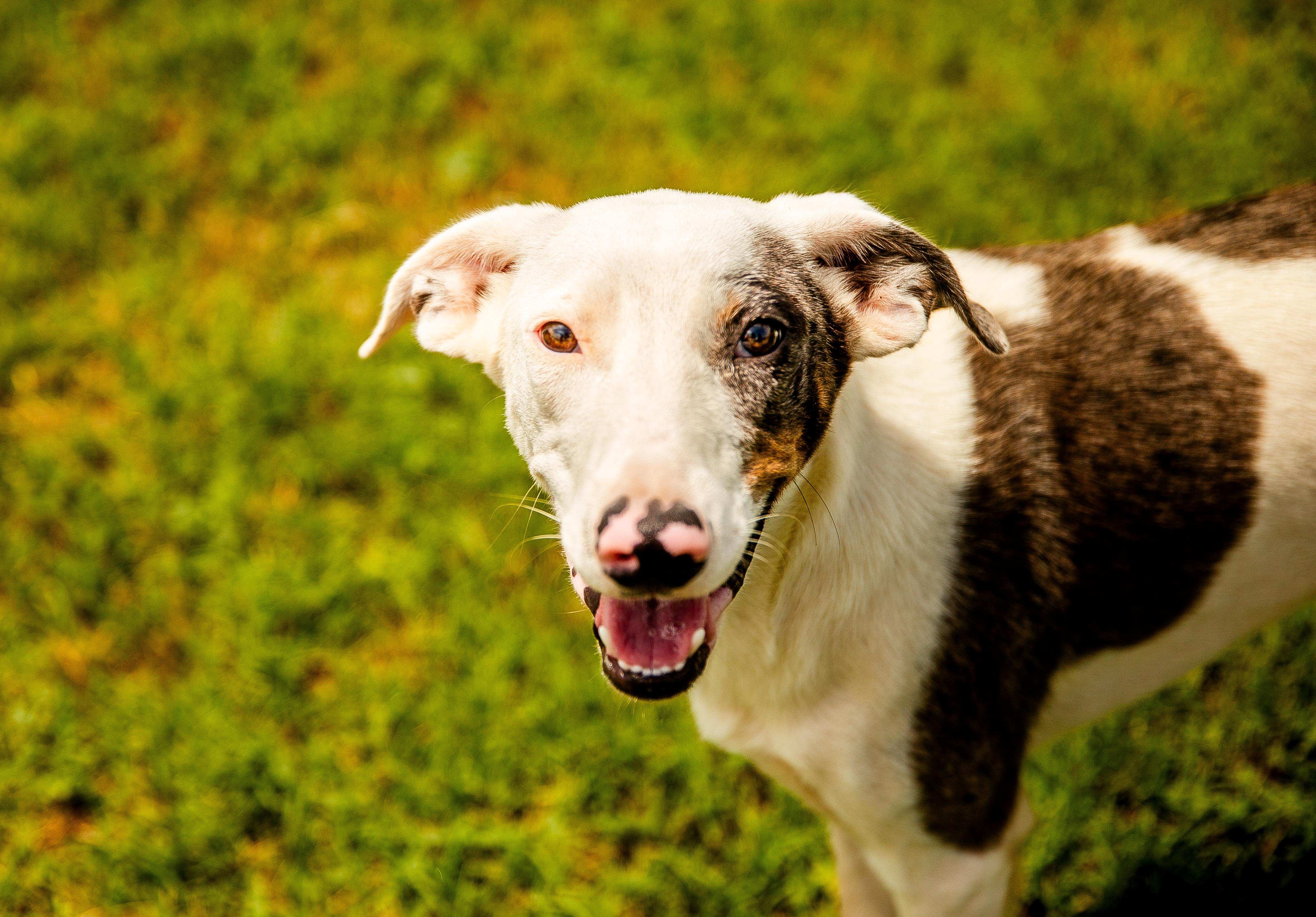 Rio, ADOPTABLE, Young Male Border Collie.