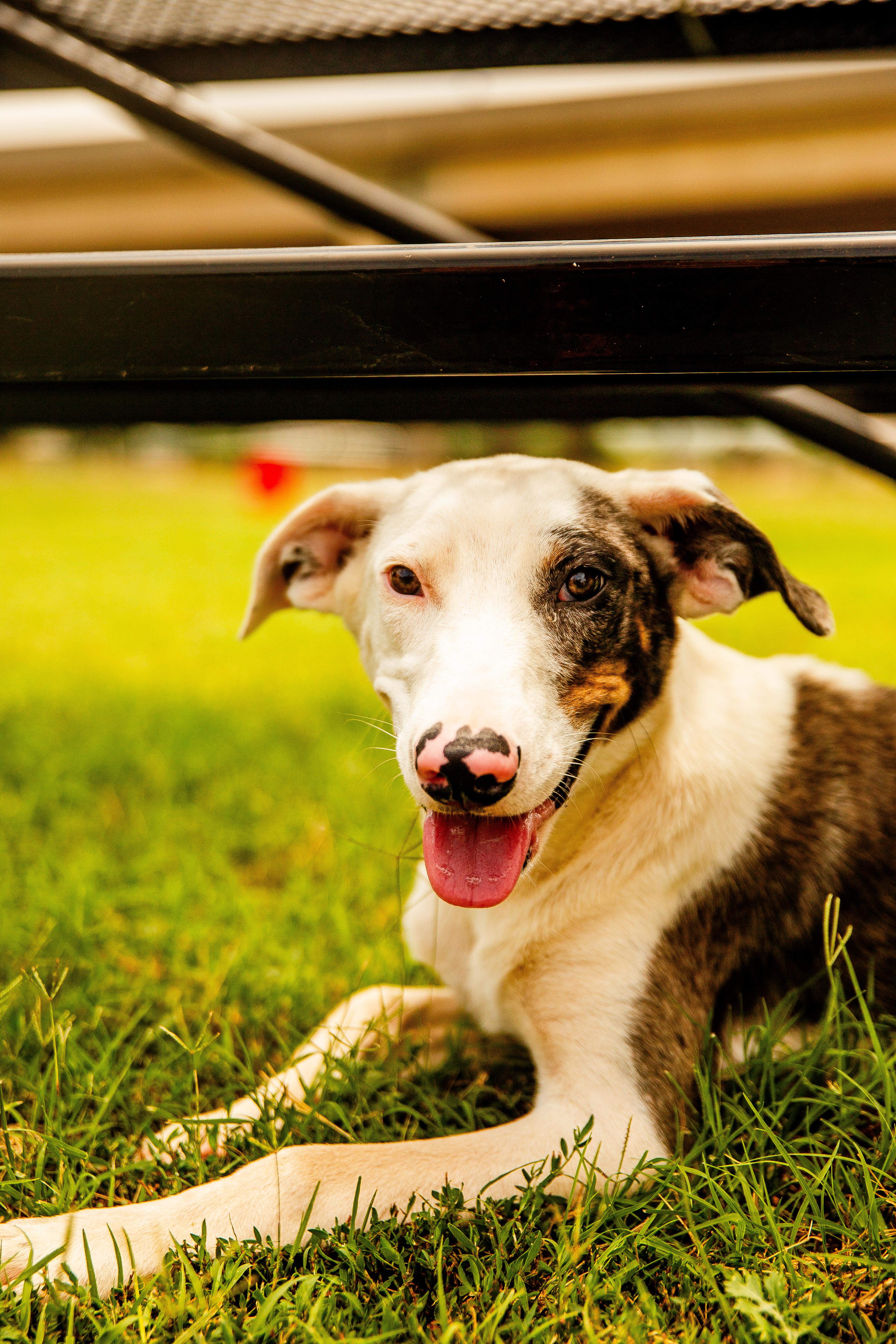 Rio, a ADOPTABLE Border Collie in Chickasha, OK image 3/5