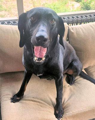 Enlarge Elphaba (FL), a Adoptable Black and Tan Coonhound in Leawood, KS image 3/5