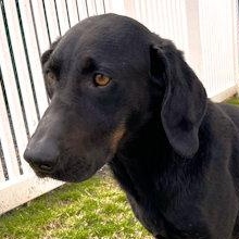 Enlarge Elphaba (FL), a Adoptable Black and Tan Coonhound in Leawood, KS image 1/5