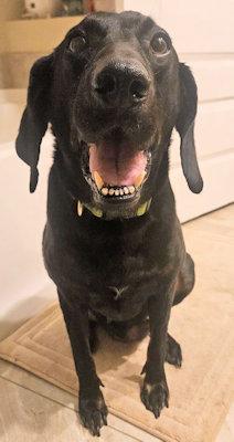 Enlarge Elphaba (FL), a Adoptable Black and Tan Coonhound in Leawood, KS image 4/5