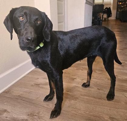 Enlarge Elphaba (FL), a Adoptable Black and Tan Coonhound in Leawood, KS image 2/5