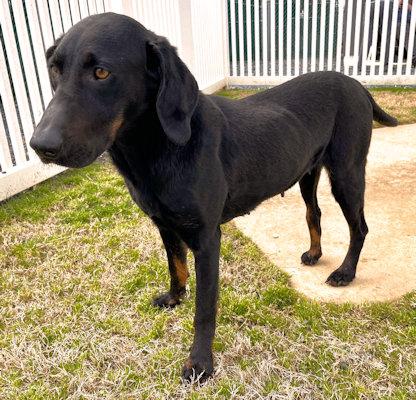 Enlarge Elphaba (FL), a Adoptable Black and Tan Coonhound in Leawood, KS image 5/5