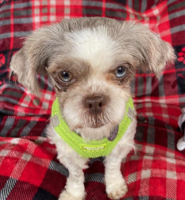 Enlarge Gabby, a Adoptable Shih Tzu in Memphis, TN image 1/4