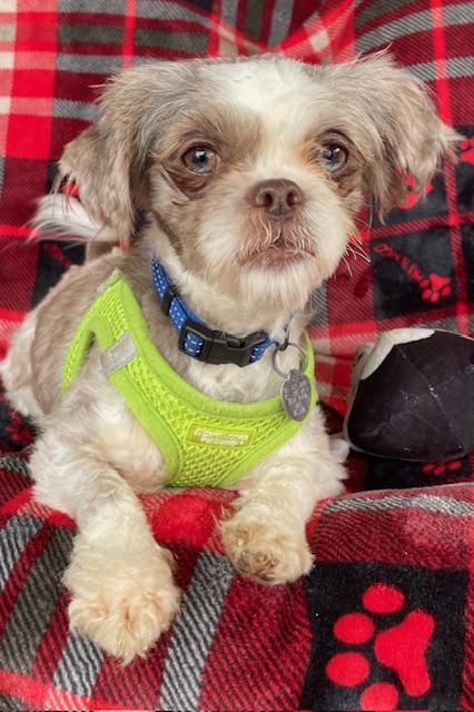 Enlarge Gabby, a Adoptable Shih Tzu in Memphis, TN image 4/4