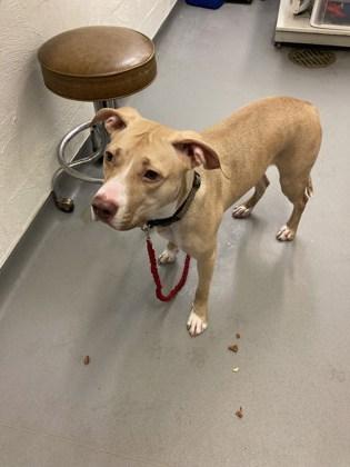 Enlarge Sandy, a Adoptable mixed breed in Seattle, WA image 1/2