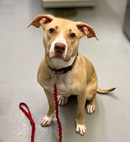 Enlarge Sandy, a Adoptable mixed breed in Seattle, WA image 2/2