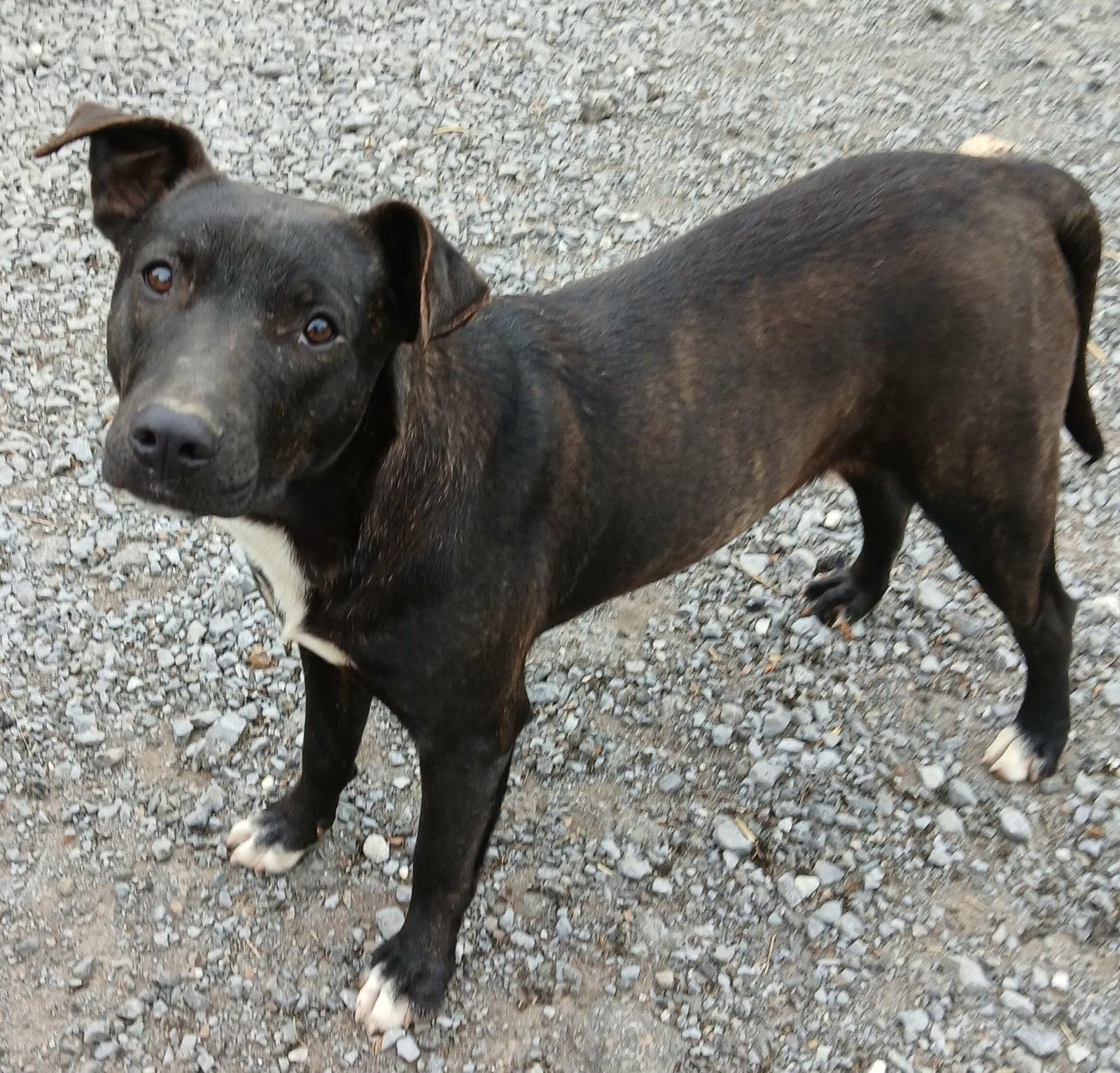 Ollie, Adoptable, Young Female Terrier.