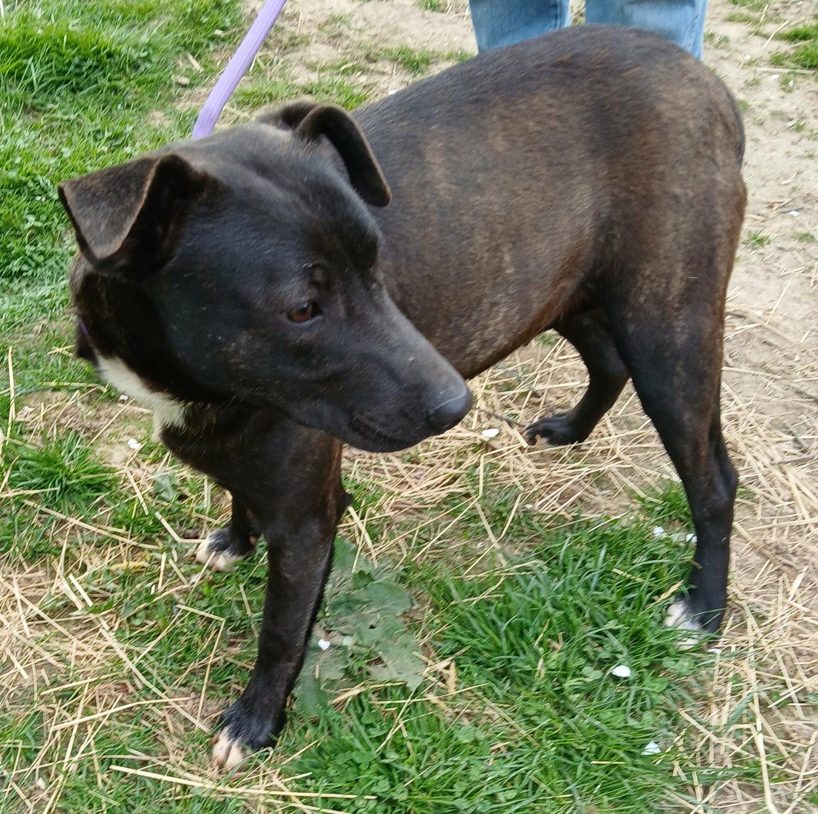 Enlarge Ollie, a Adoptable Terrier in Ceres, VA image 2/2