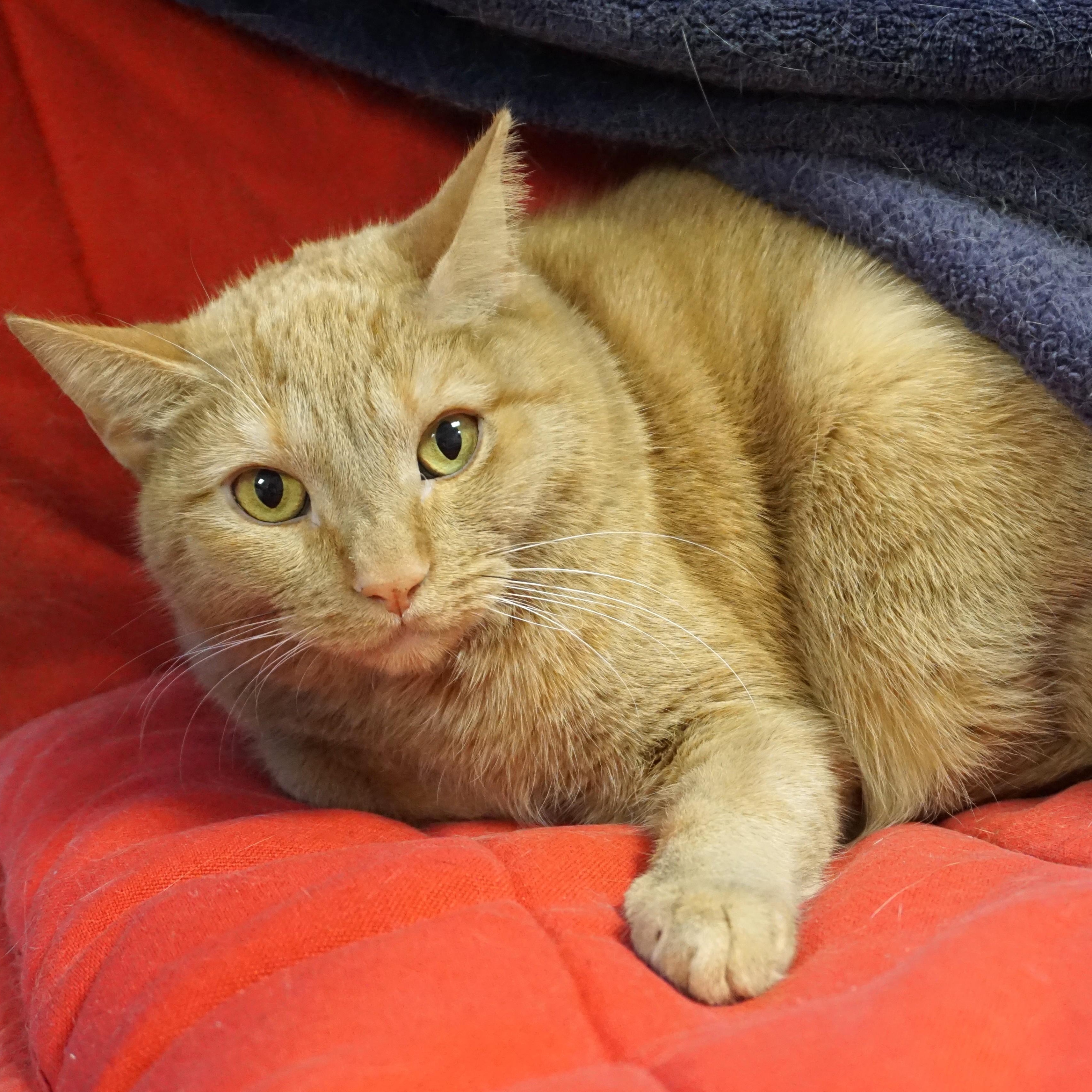 Enlarge Eras, an adoptable Domestic Short Hair in Fountain Hills, AZ image 3/5