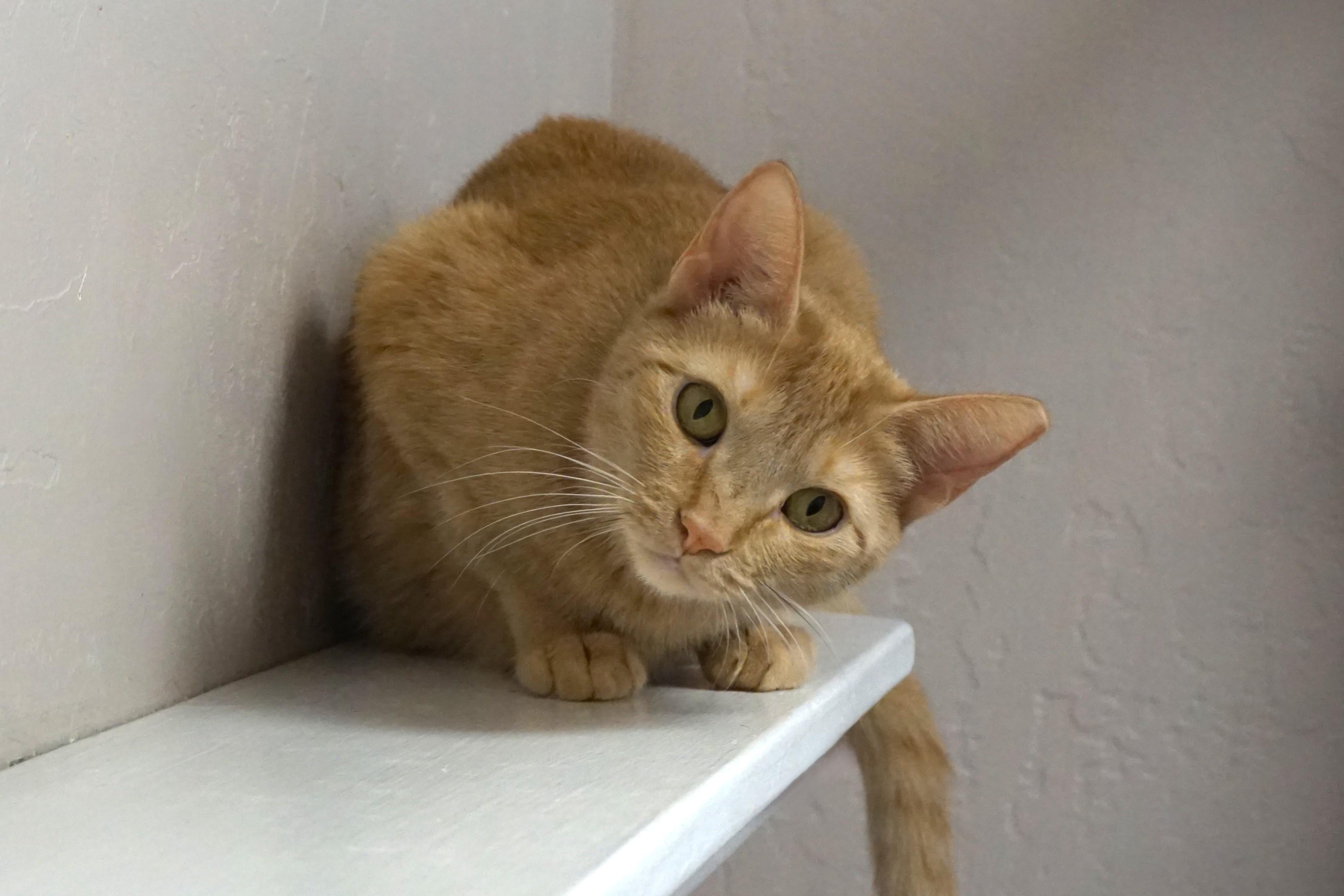 Eras, adoptable, Adult Female Domestic Short Hair.