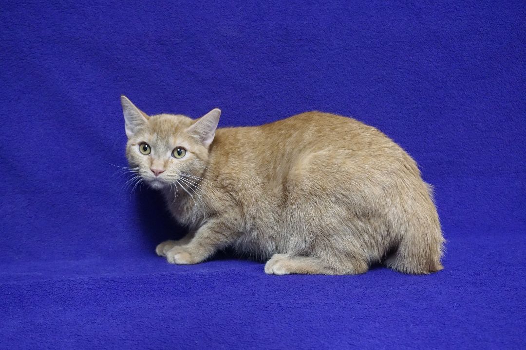Enlarge Eras, an adoptable Domestic Short Hair in Fountain Hills, AZ image 5/5