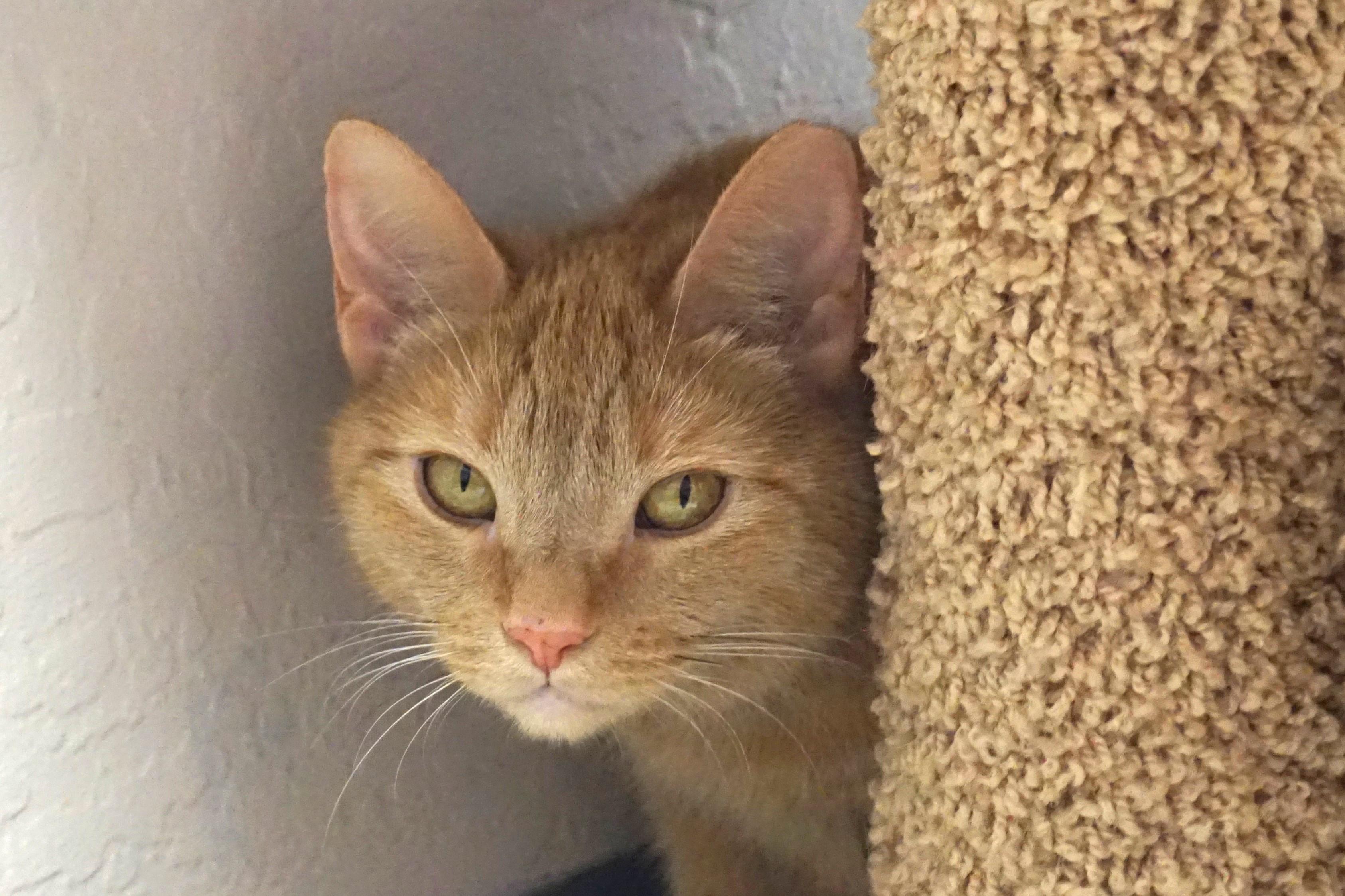 Enlarge Eras, an adoptable Domestic Short Hair in Fountain Hills, AZ image 1/5