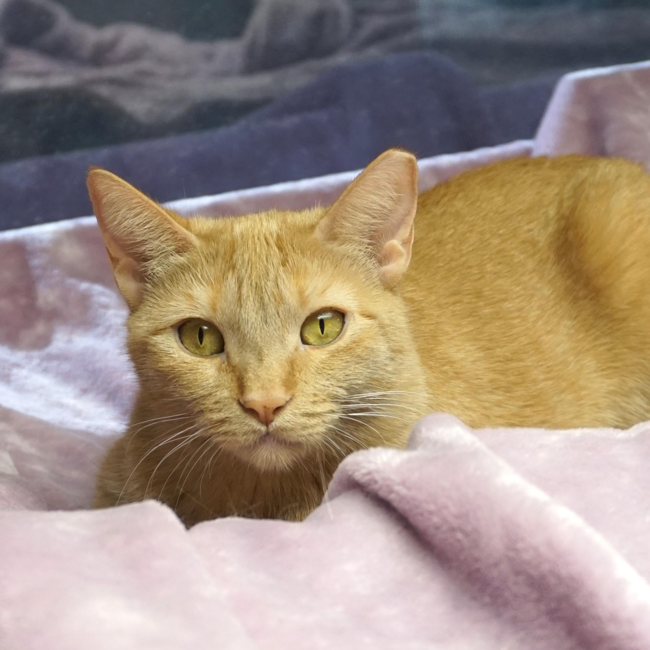 Eras, adoptable, Adult Female Domestic Short Hair.