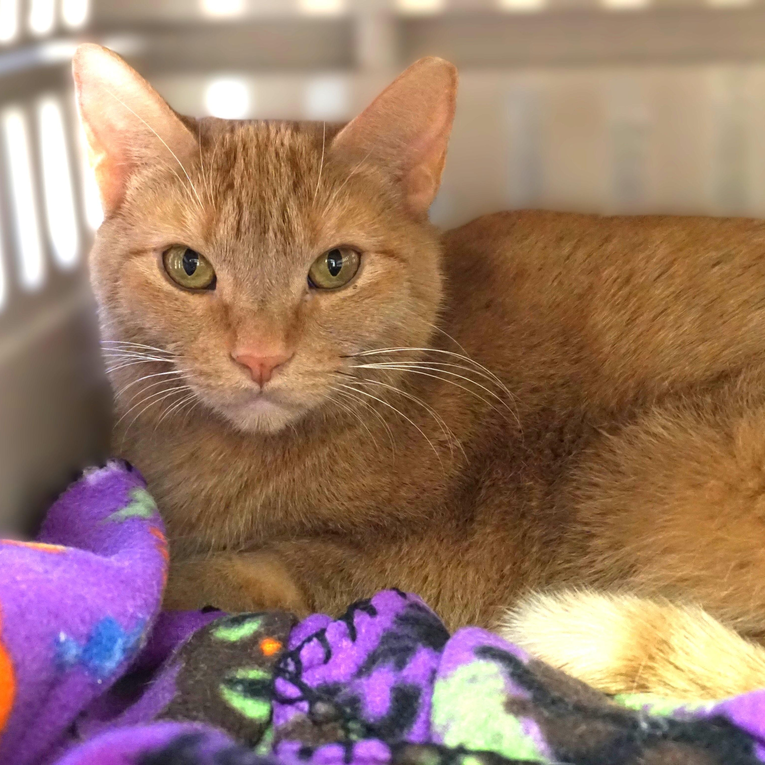 Eras, adoptable, Adult Female Domestic Short Hair.