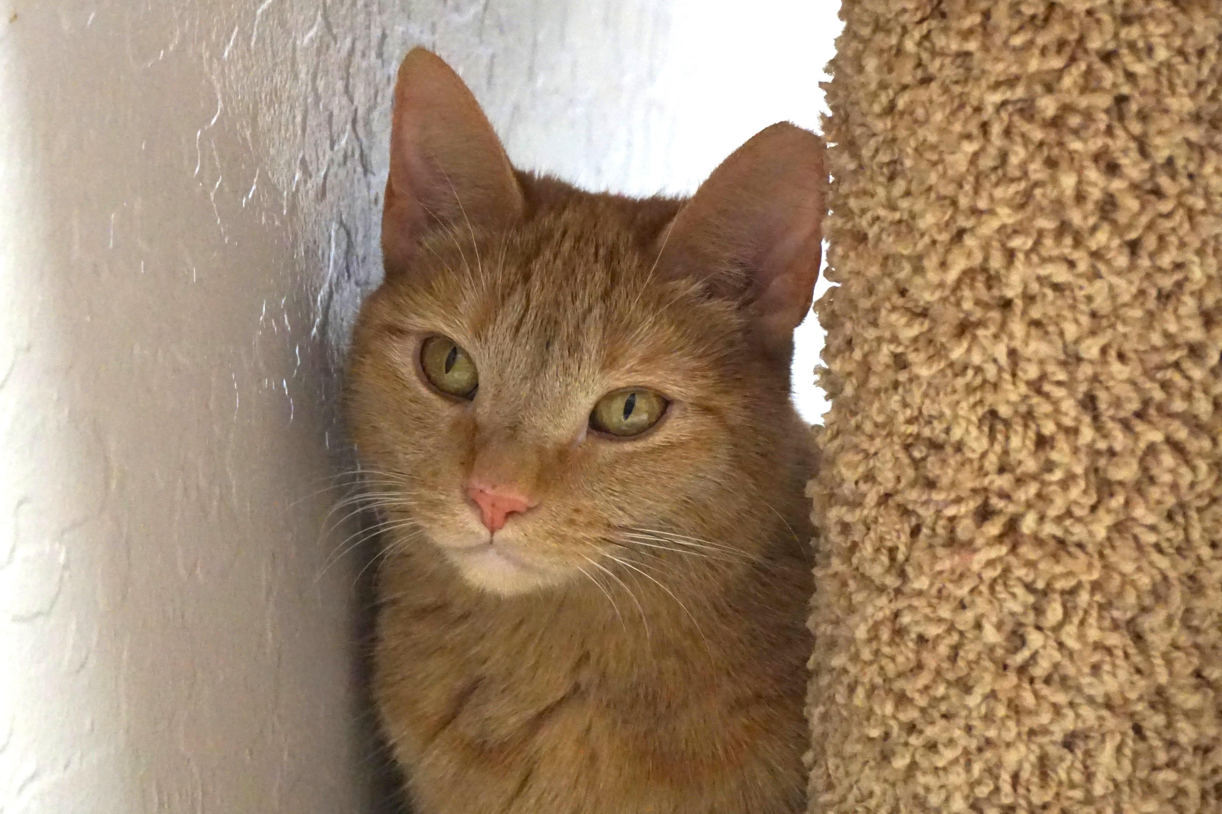Enlarge Eras, an adoptable Domestic Short Hair in Fountain Hills, AZ image 2/5