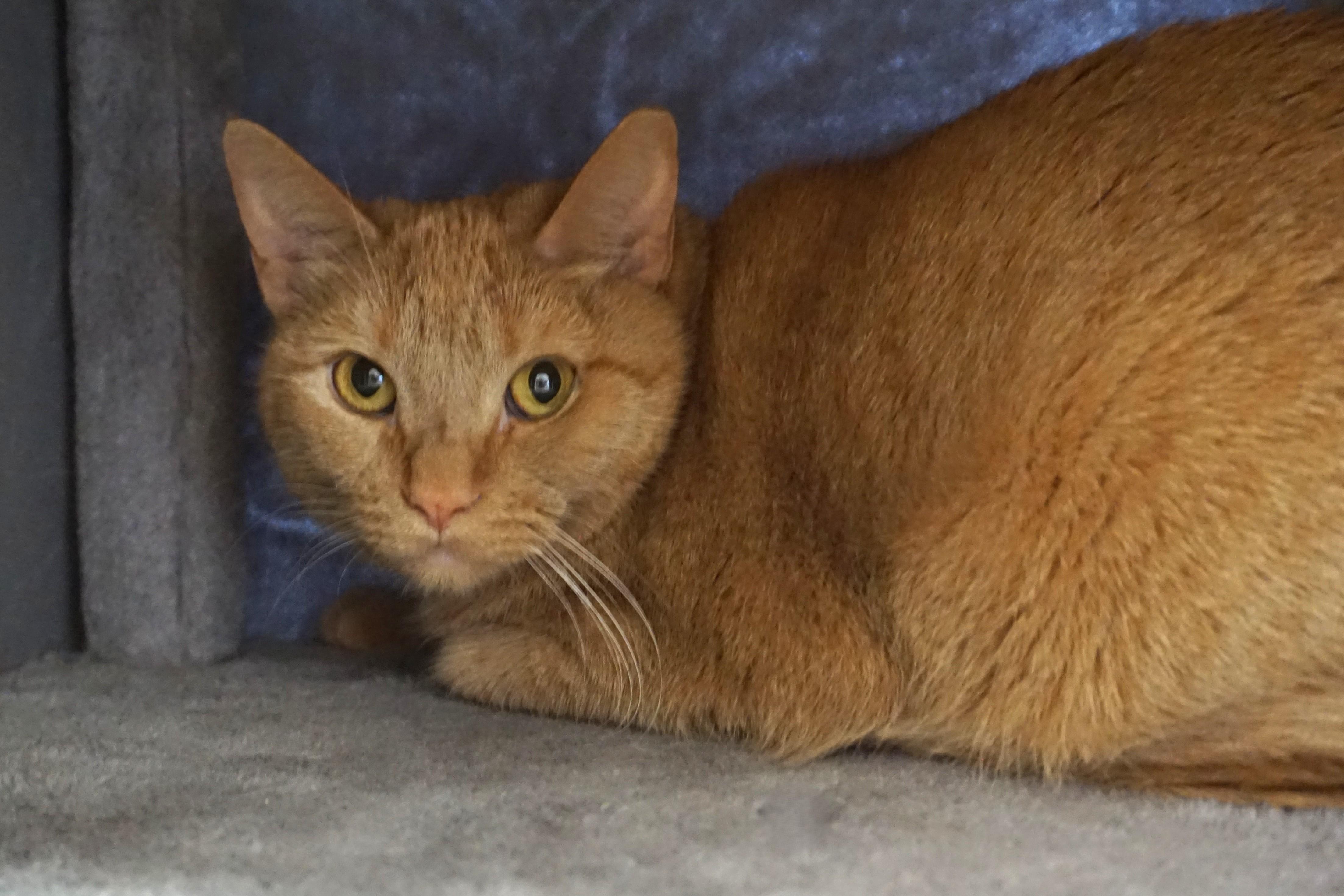 Enlarge Eras, an adoptable Domestic Short Hair in Fountain Hills, AZ image 4/5
