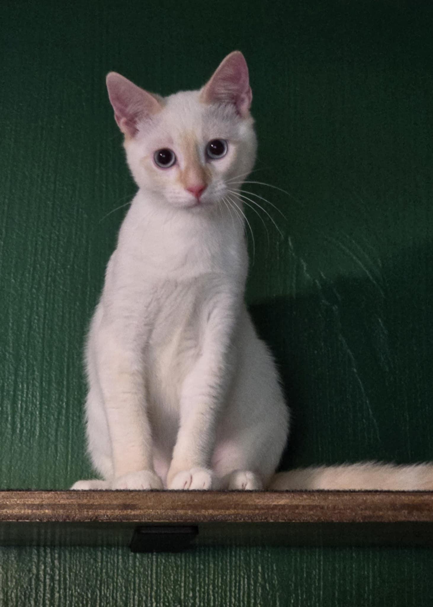 Louie