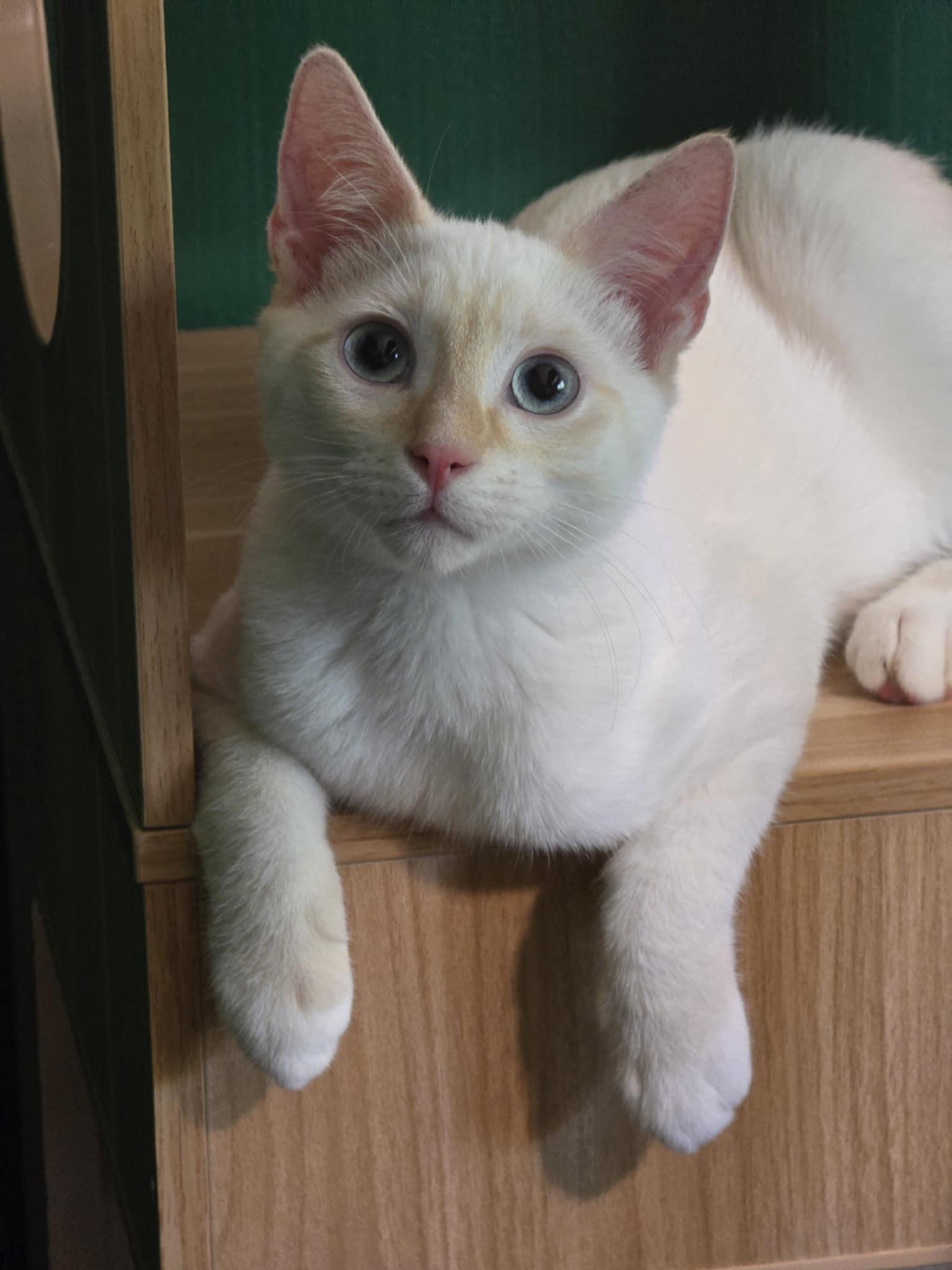 Louie