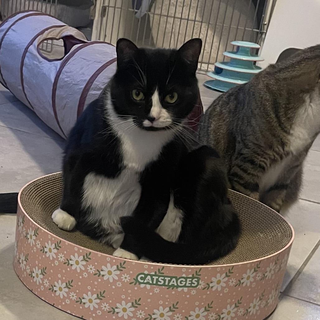 Enlarge Folklore, a Adoptable Domestic Short Hair in Fairfax Station, VA image 1/1