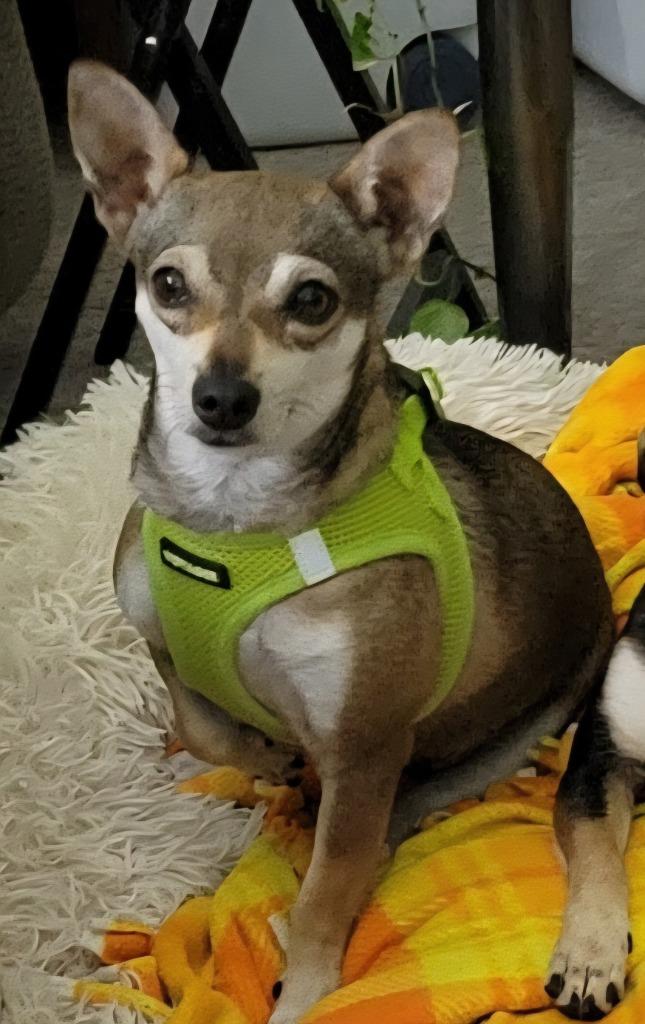 Peony, a Adoptable mixed breed in Johnston, IA image 1/3