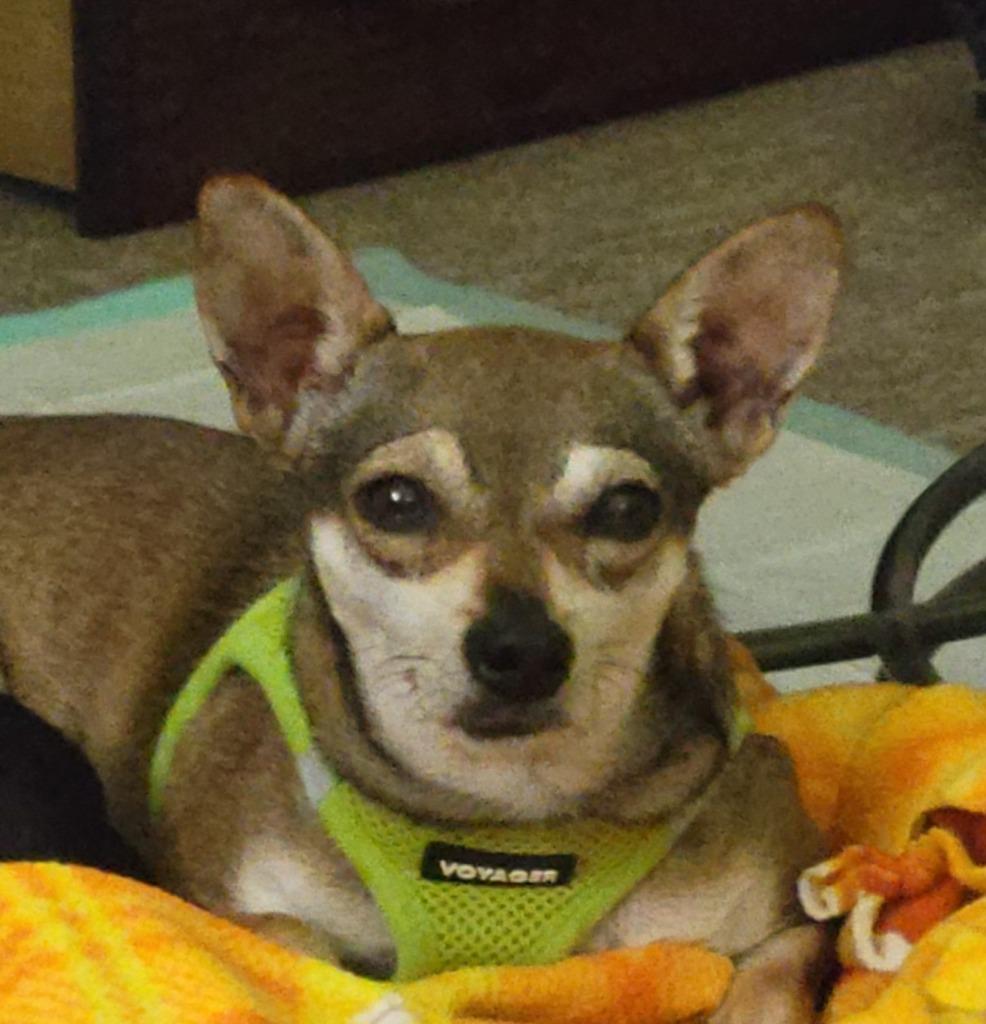 Peony, a Adoptable mixed breed in Johnston, IA image 1/3