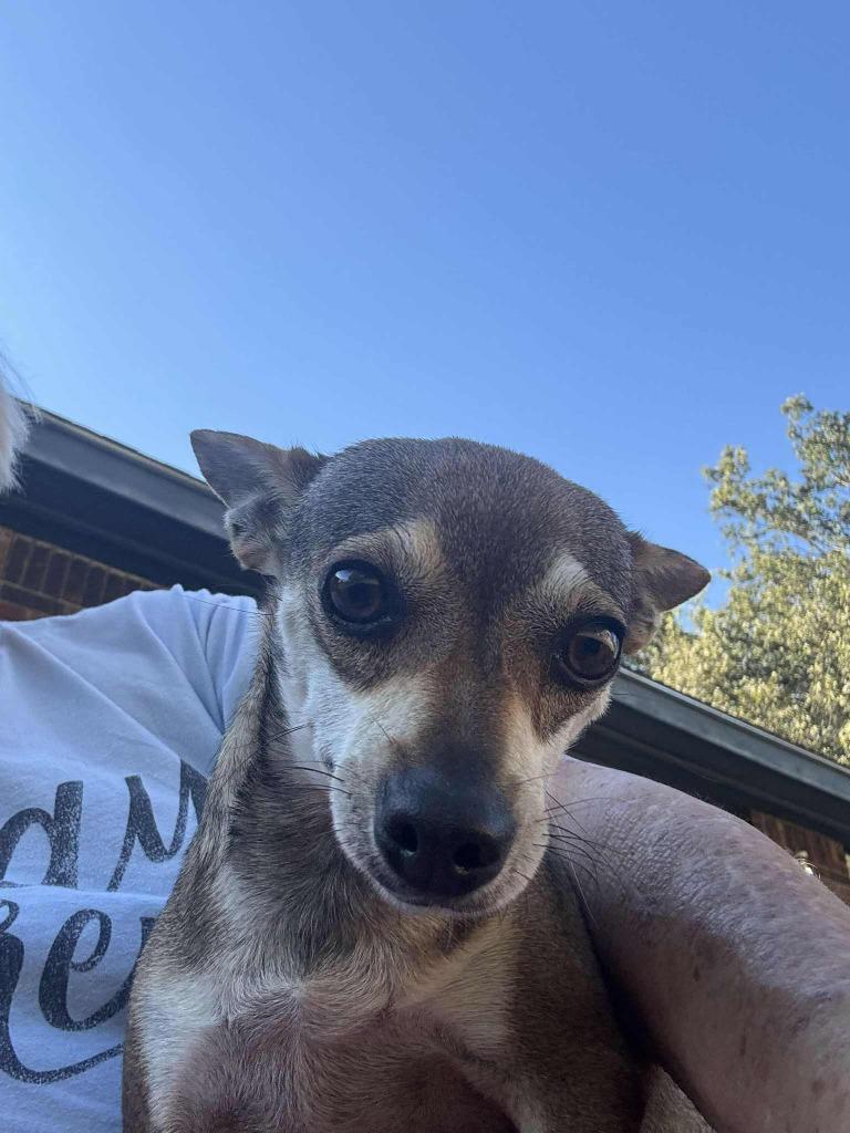 Peony, a Adoptable mixed breed in Johnston, IA image 3/3