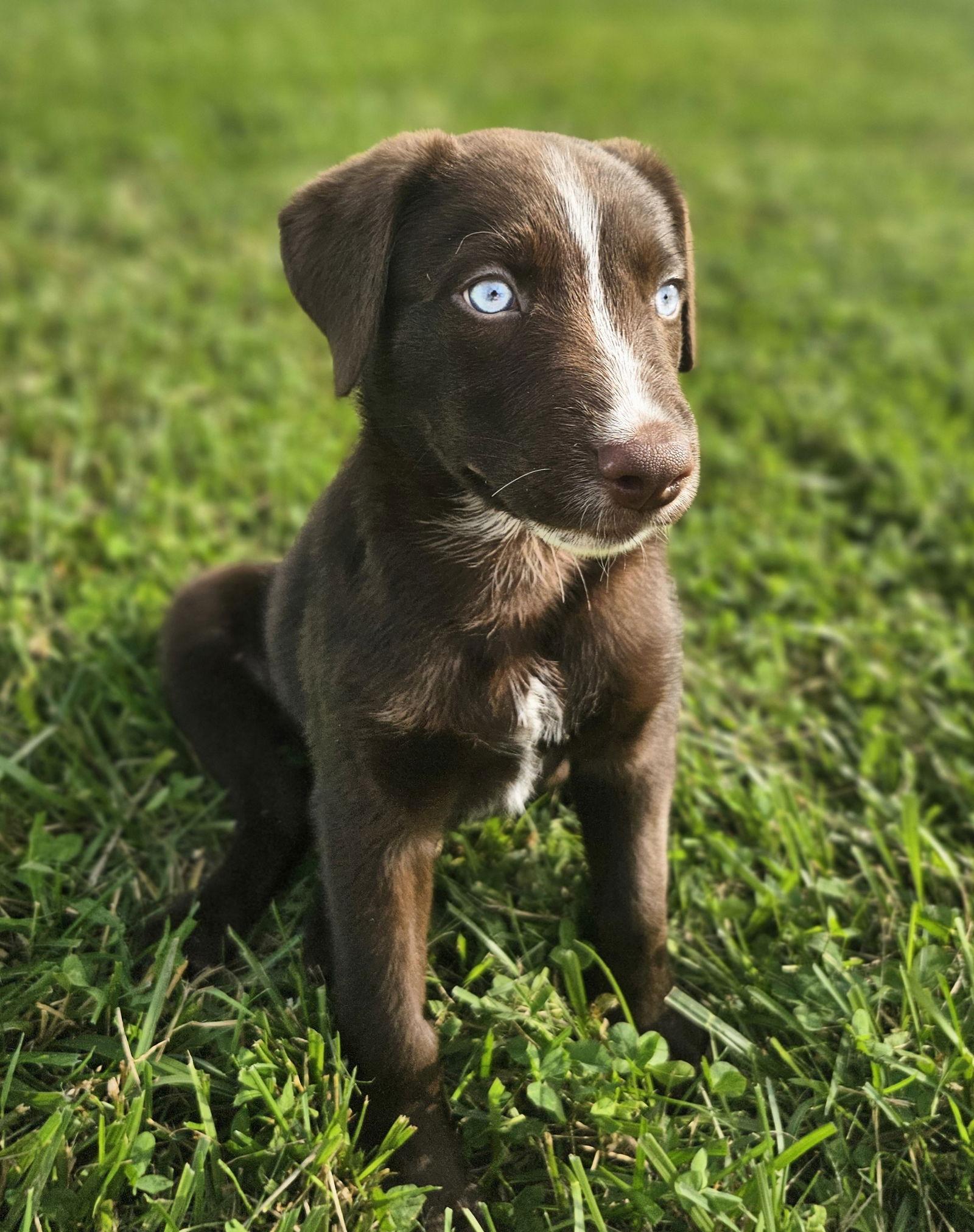 Enlarge Bailey, a Adopted Labrador Retriever in Greenville, IL image 1/1