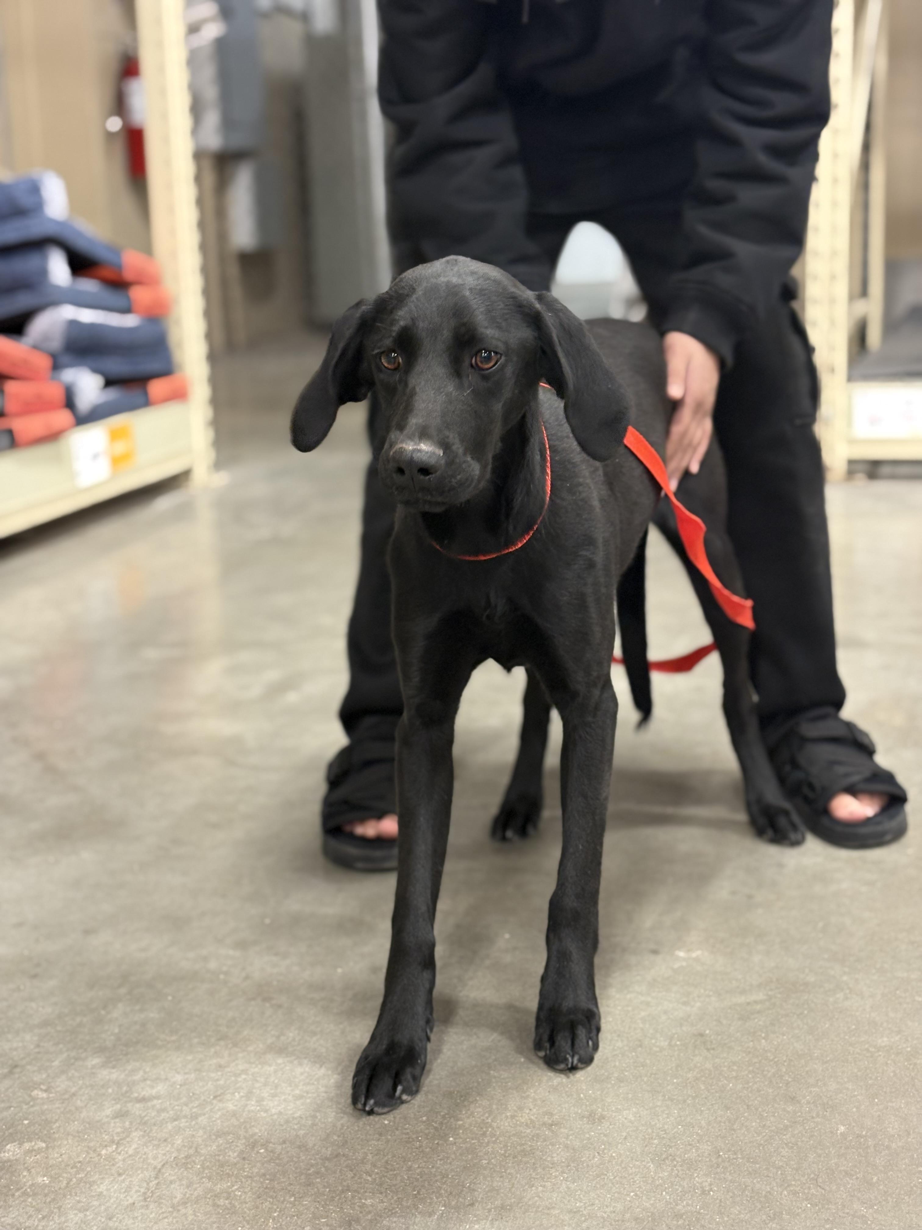 Binx — thumbnail 2