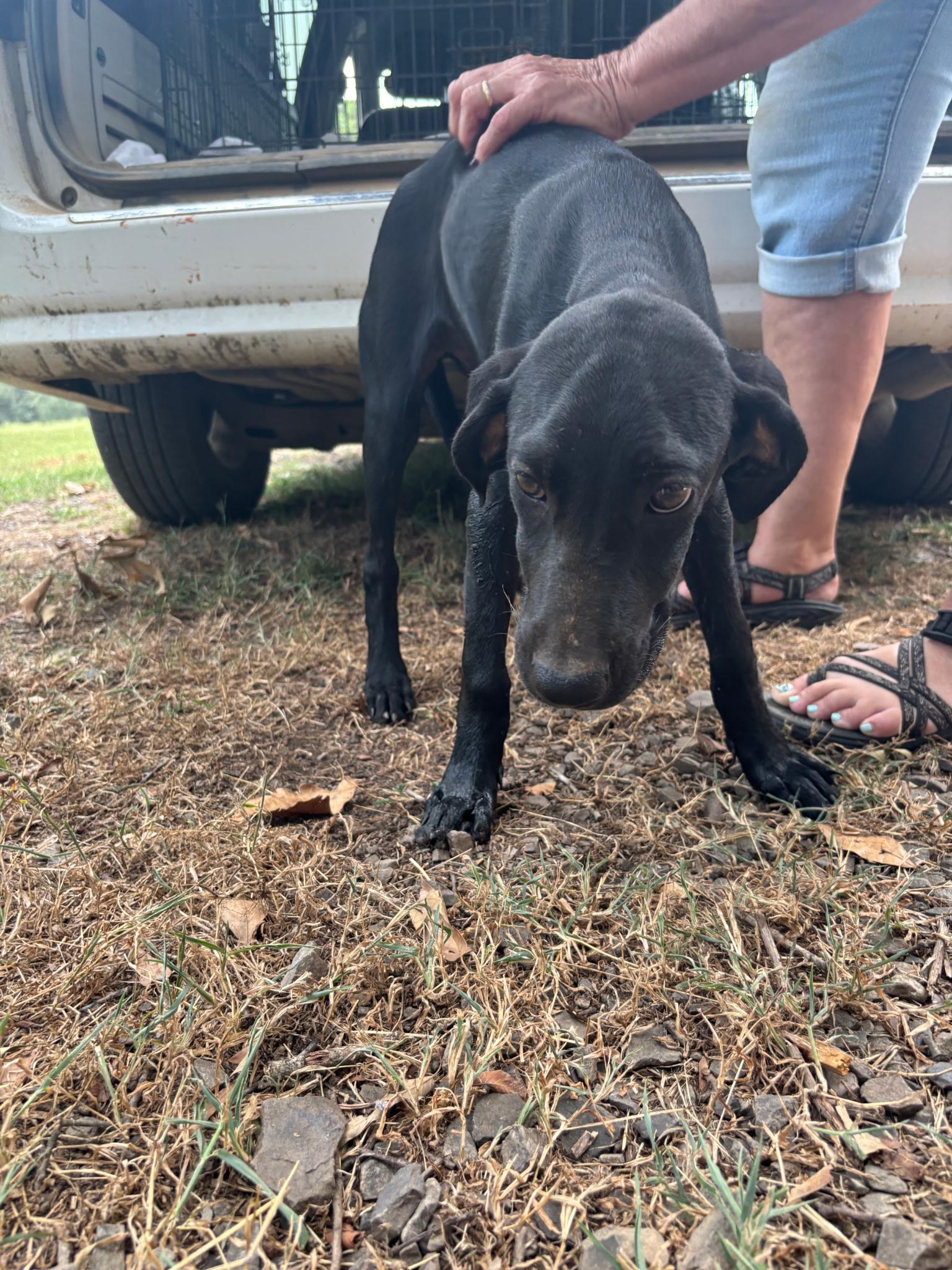 Binx — thumbnail 3