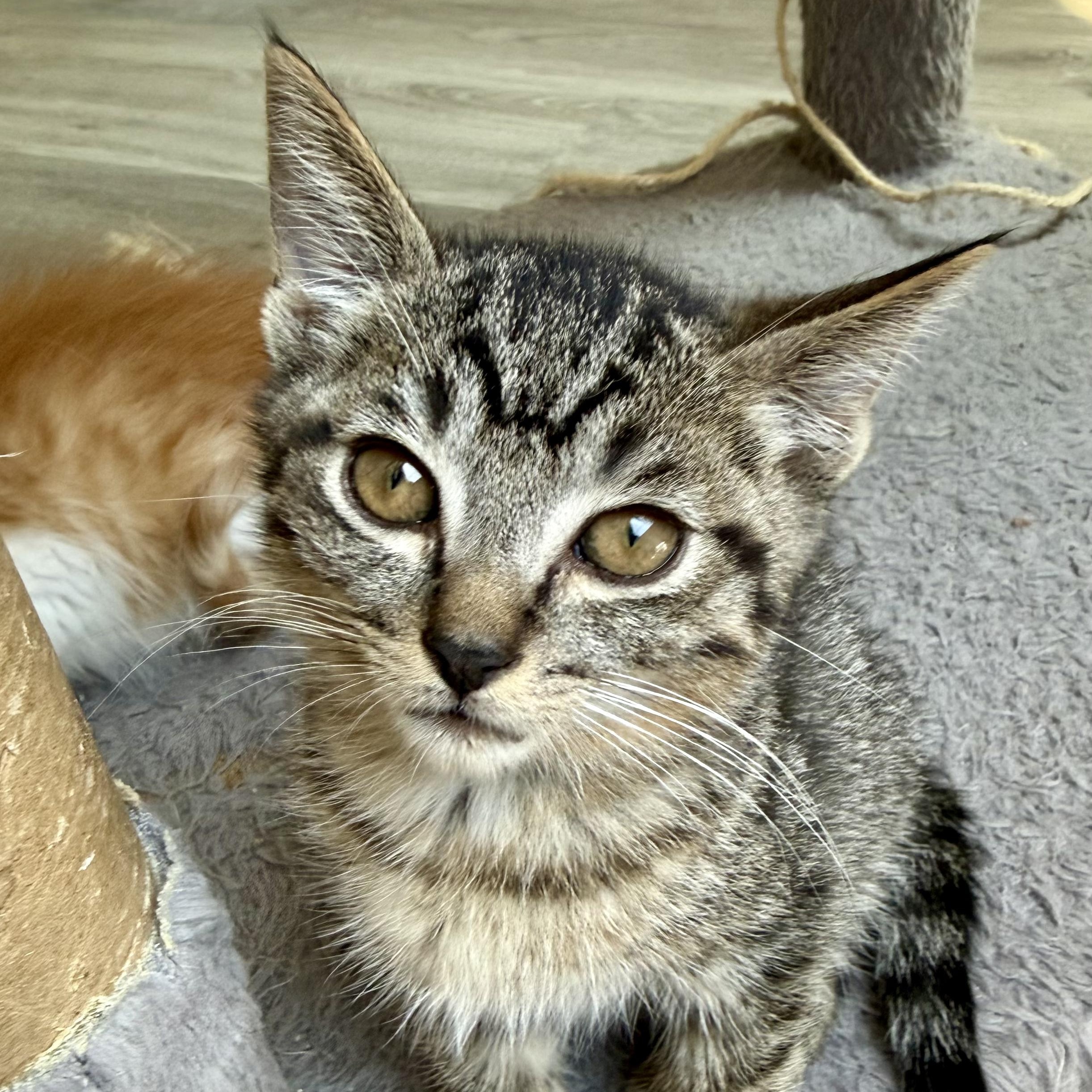 Diego, a ADOPTABLE Domestic Short Hair in Santa Monica, CA image 1/5