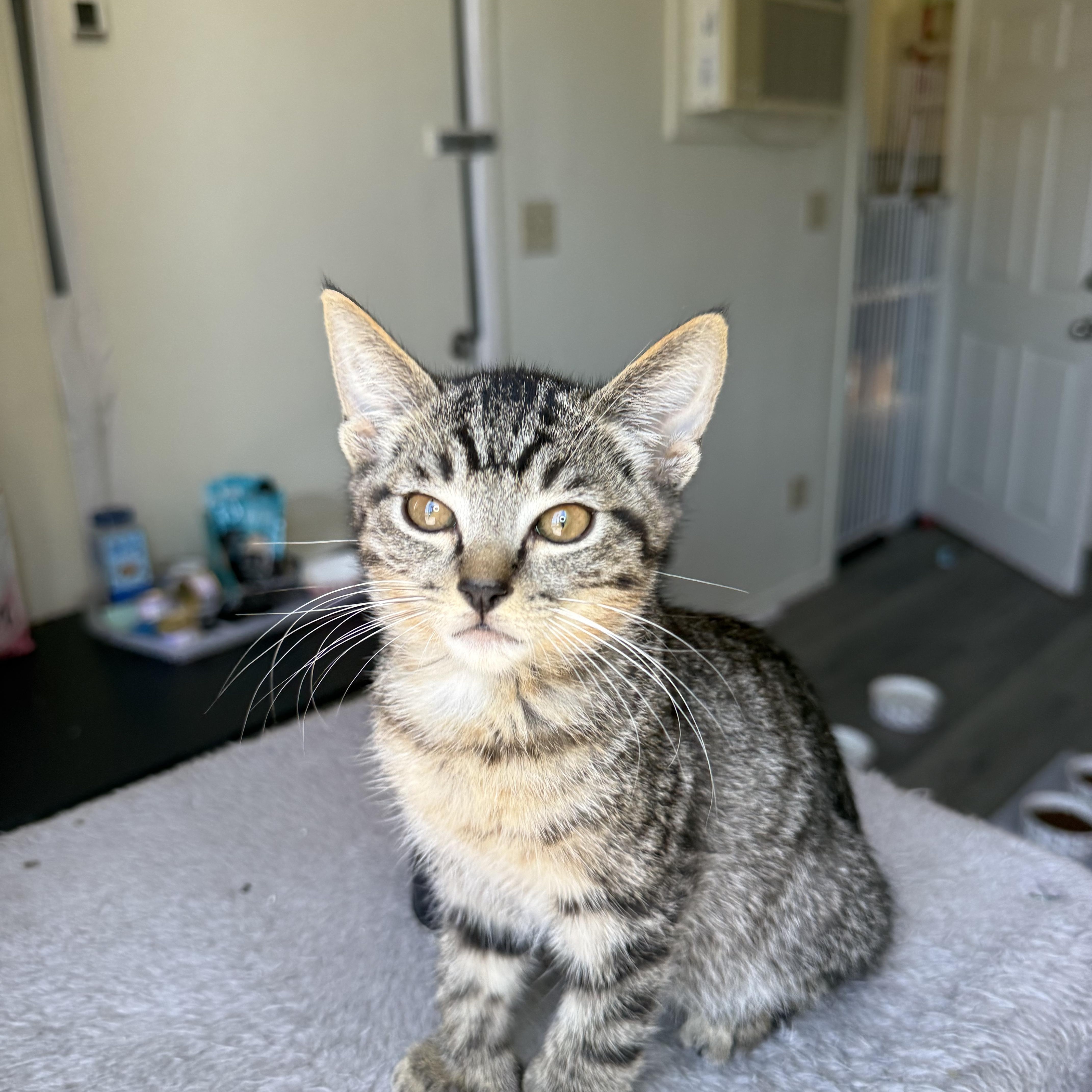 Diego, a ADOPTABLE Domestic Short Hair in Santa Monica, CA image 2/5