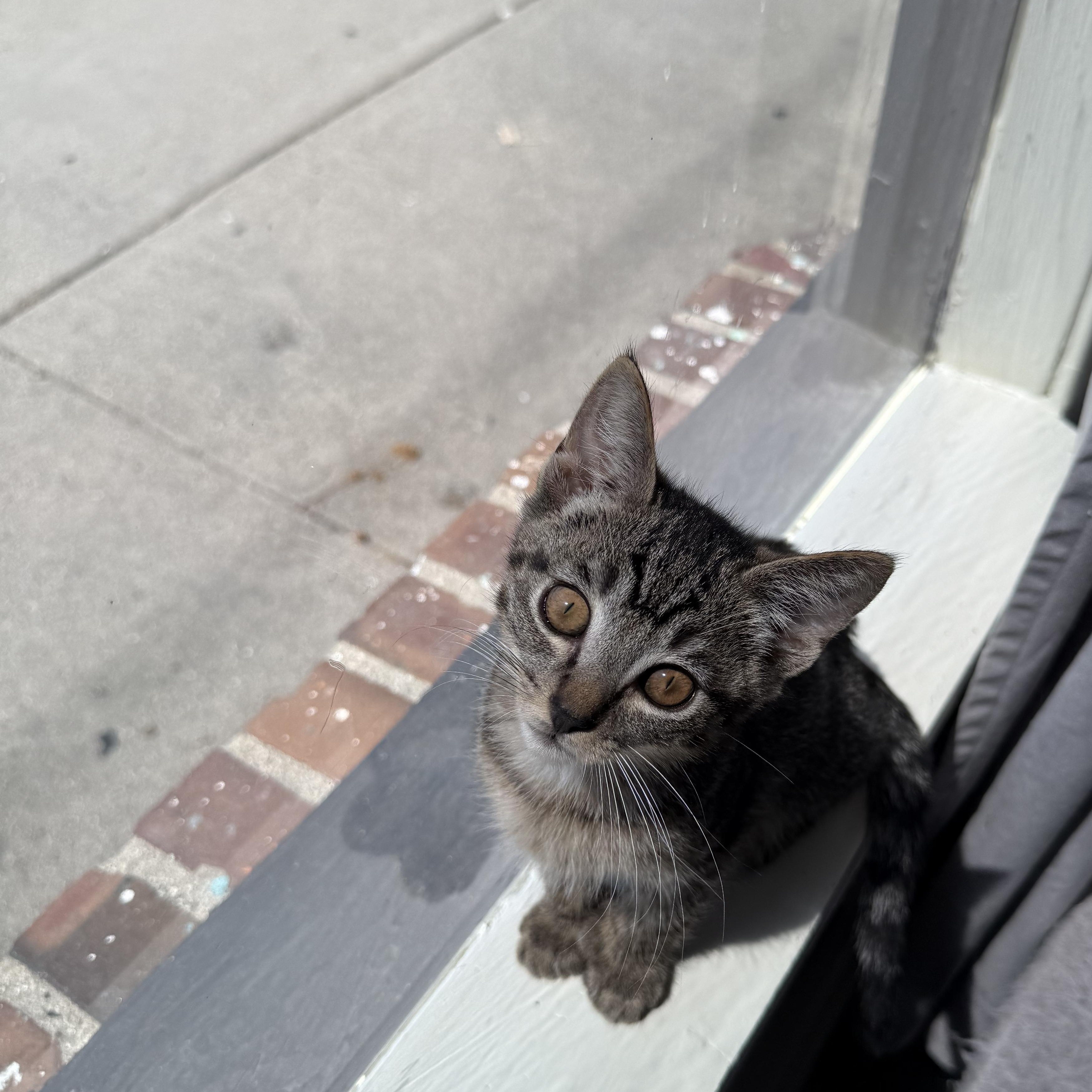 Diego, a ADOPTABLE Domestic Short Hair in Santa Monica, CA image 3/5