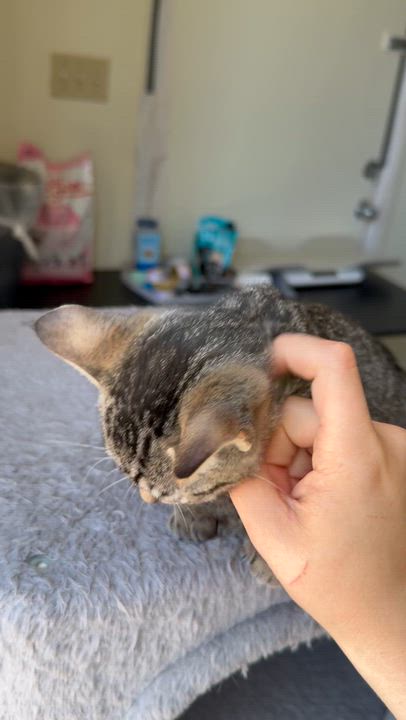 Enlarge Diego, a ADOPTABLE Domestic Short Hair in Santa Monica, CA video 4/5