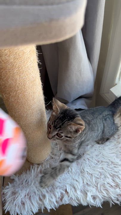 Enlarge Diego, a ADOPTABLE Domestic Short Hair in Santa Monica, CA video 5/5