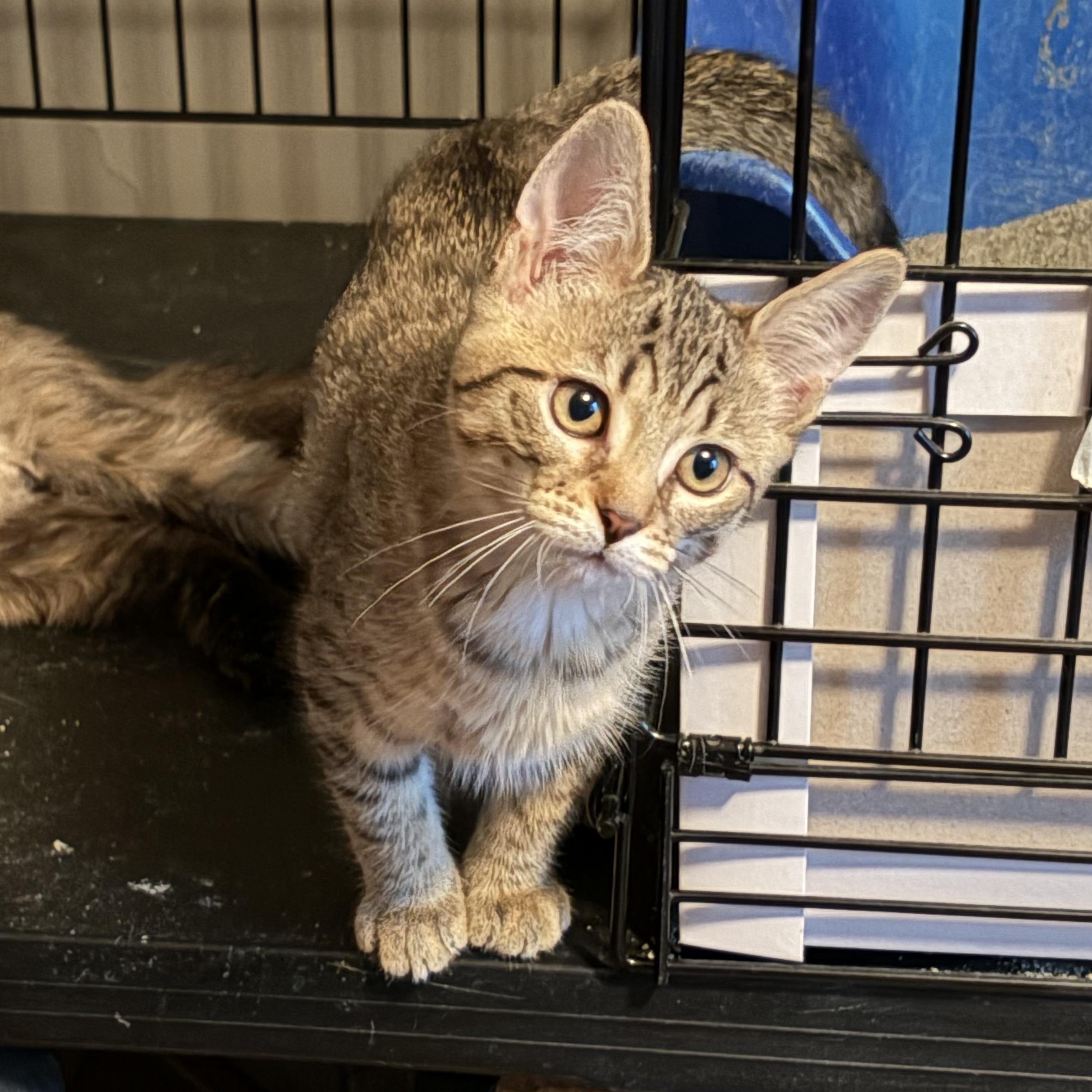 Enlarge Evelyn, an adoptable mixed breed in East Amherst, NY image 3/4
