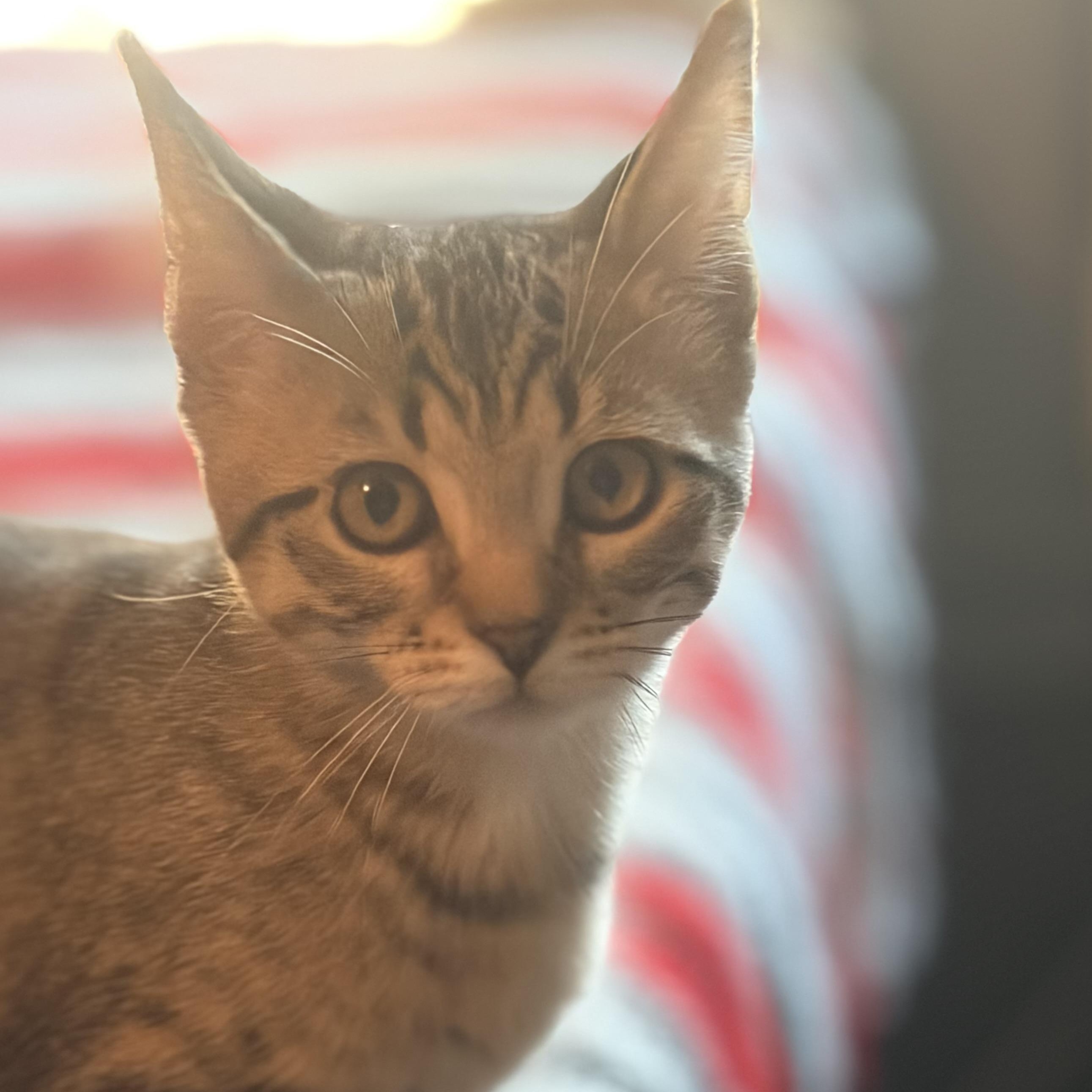 Enlarge Evelyn, an adoptable mixed breed in East Amherst, NY image 4/4