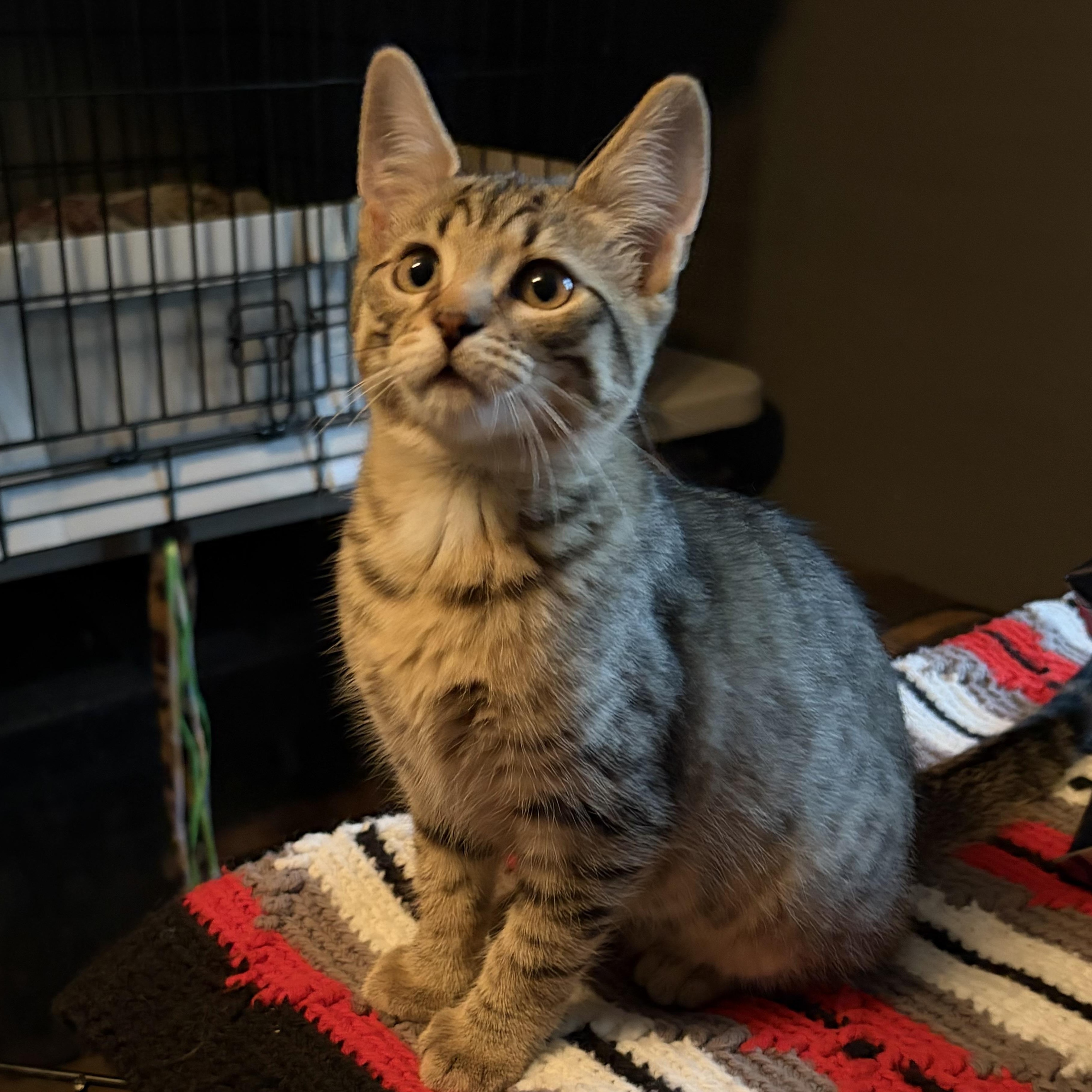 Enlarge Evelyn, an adoptable mixed breed in East Amherst, NY image 2/4