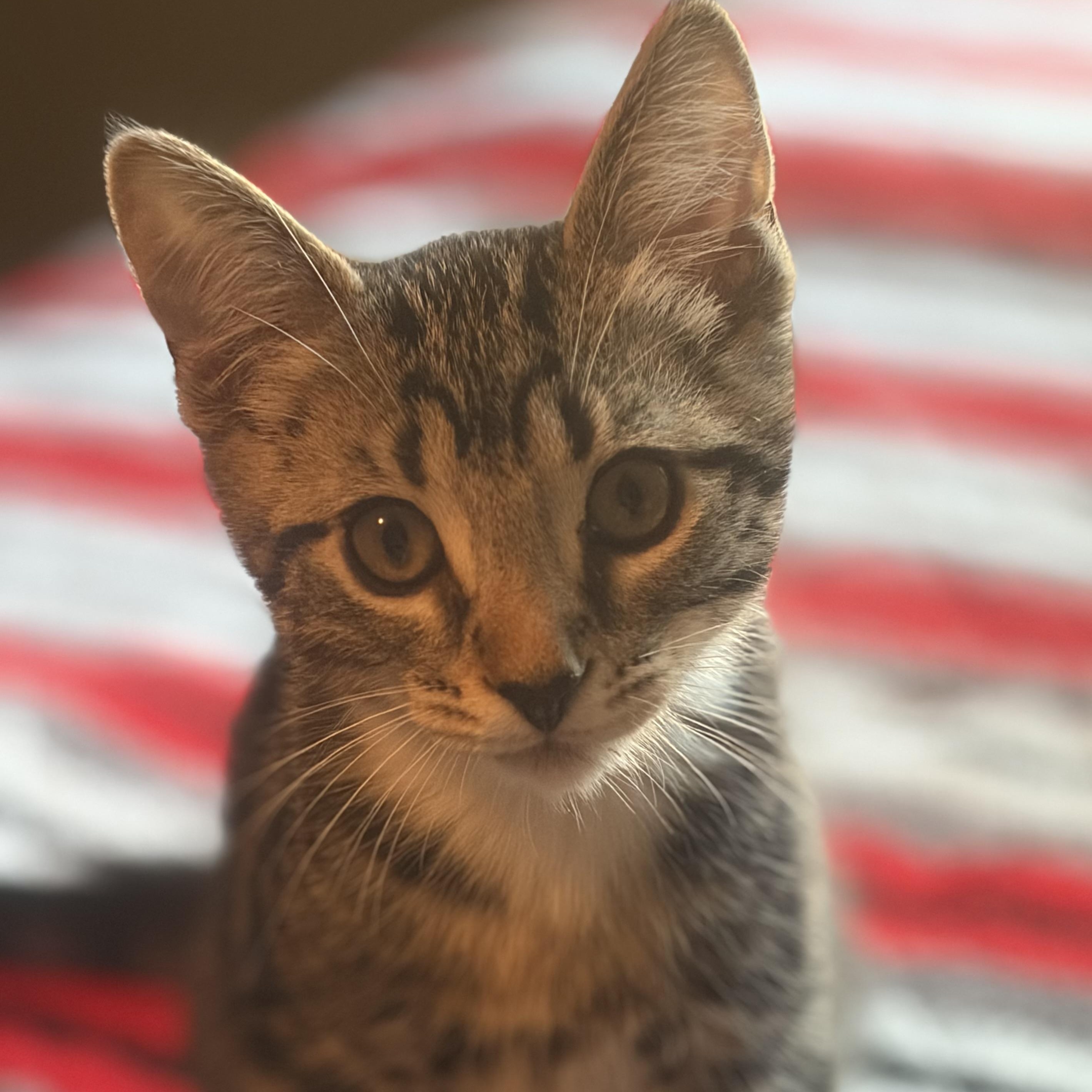 Evelyn, adoptable, Kitten Female Domestic Short Hair & Tabby.