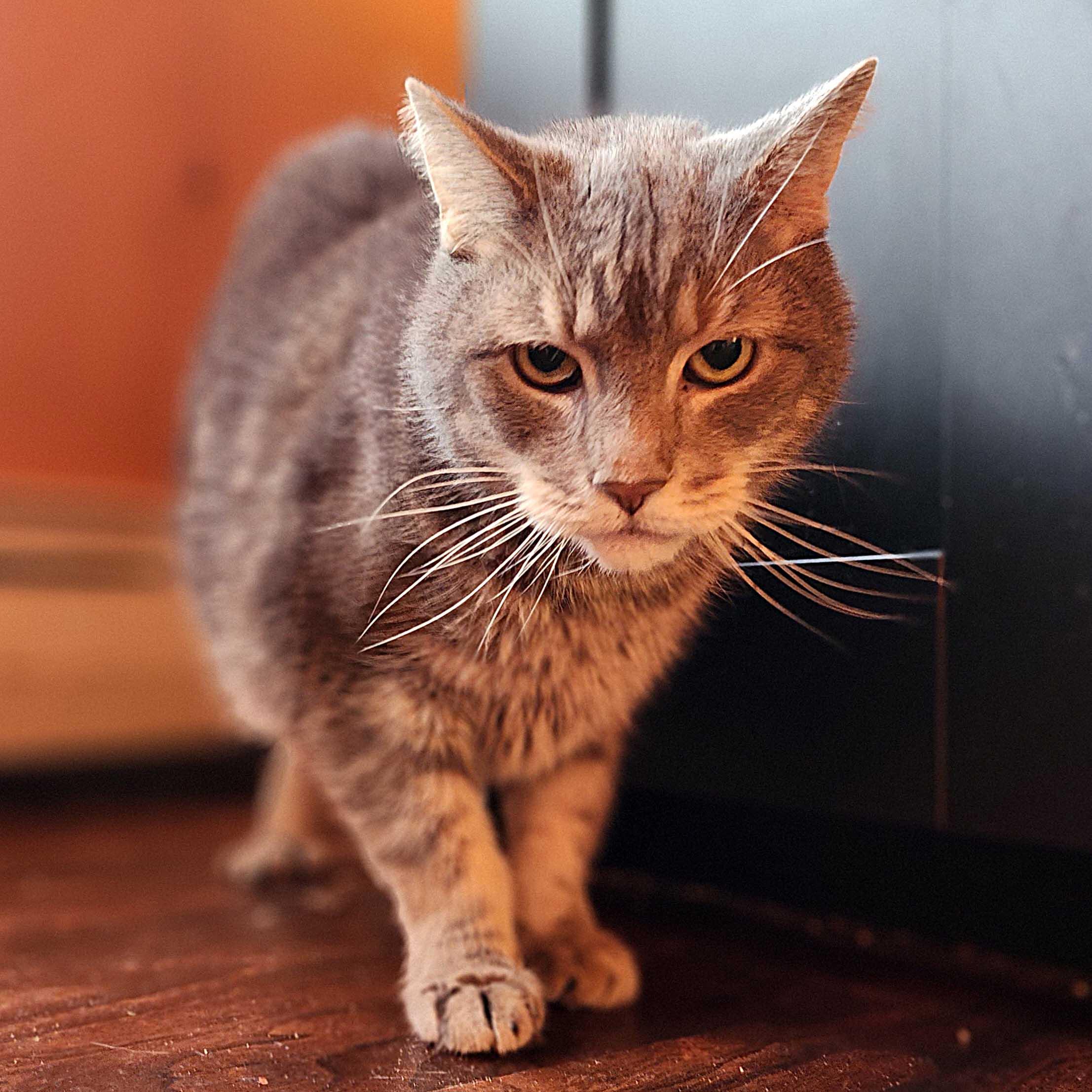 Enlarge Carlton, a Adoptable mixed breed in New York, NY image 5/6