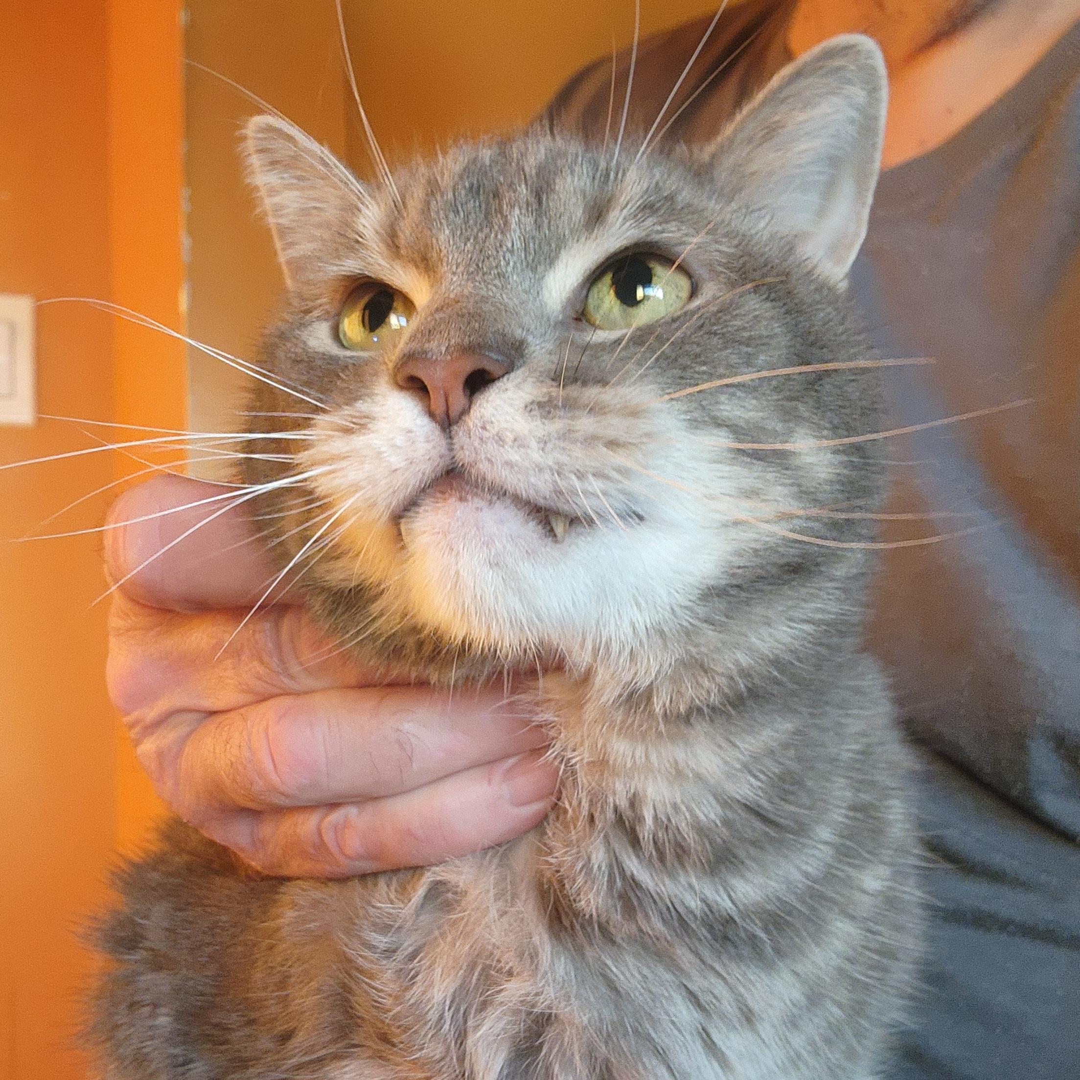 Carlton, Adoptable, Senior Male Tabby.