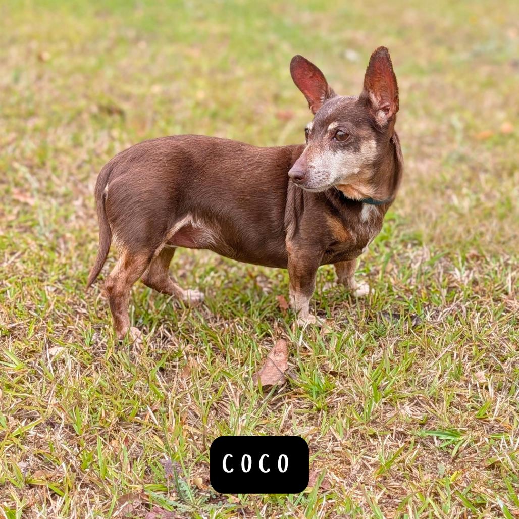 Enlarge Coco 04-2822, a Adoptable mixed breed in Tyrone, GA image 1/3