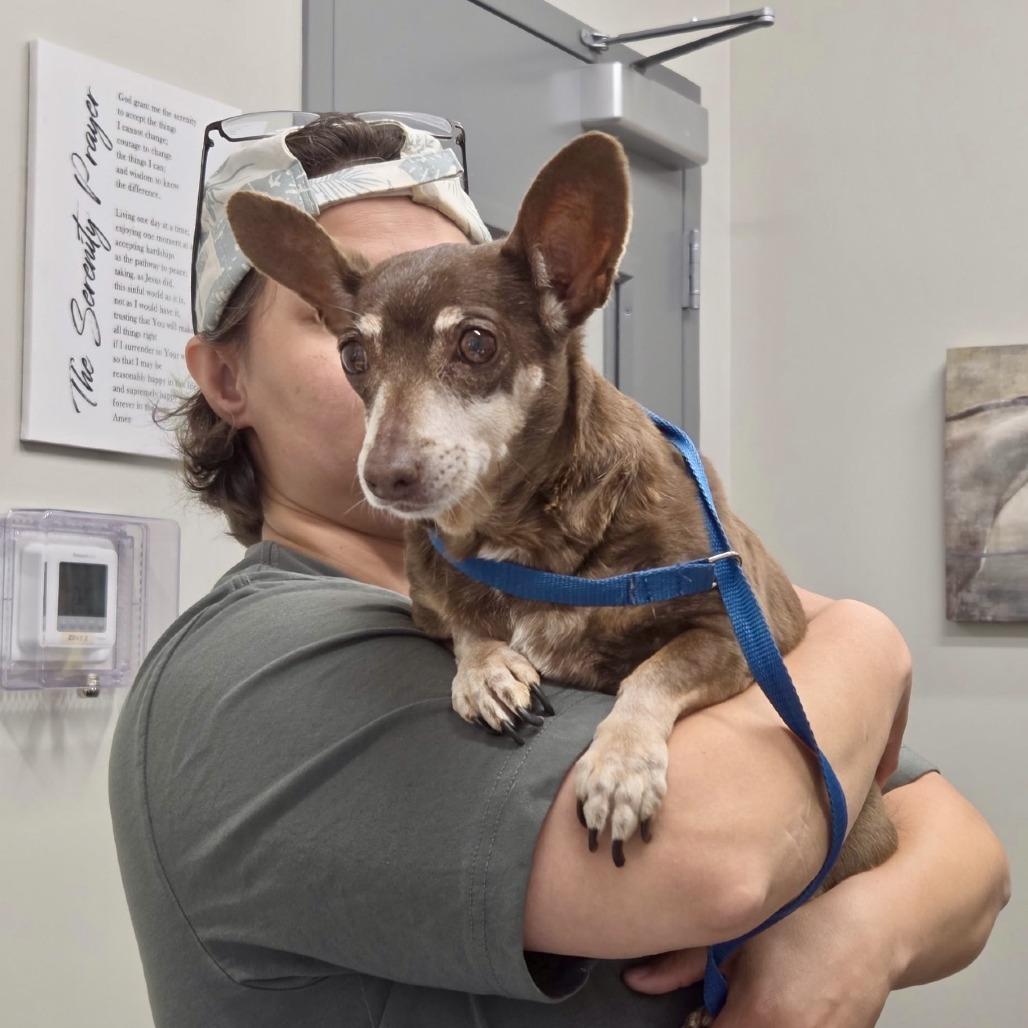 Enlarge Coco 04-2822, a Adoptable mixed breed in Tyrone, GA image 2/3
