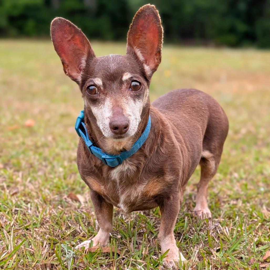 Enlarge Coco 04-2822, a Adoptable mixed breed in Tyrone, GA image 3/3