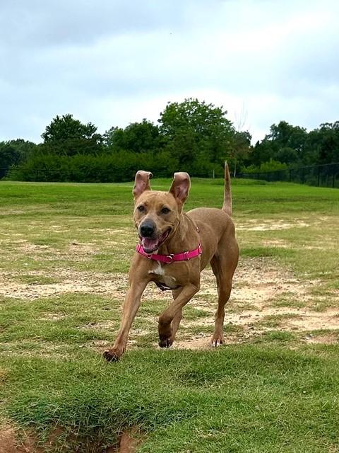 ROSCA, Adoptable, Adult Female Pit Bull Terrier & Mixed Breed.