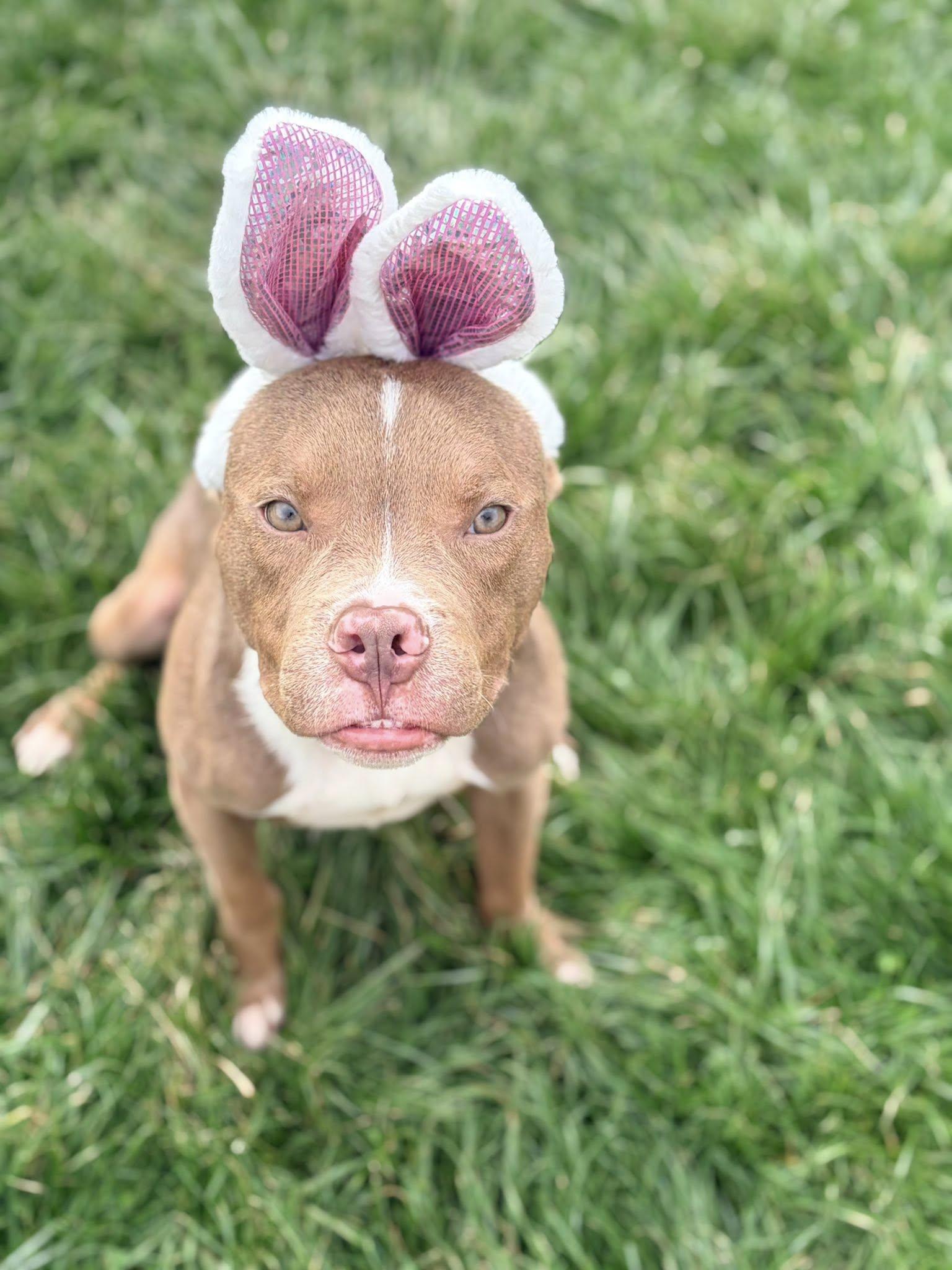 Enlarge Gumbo, a Adoptable mixed breed in Dayton, OH image 1/6