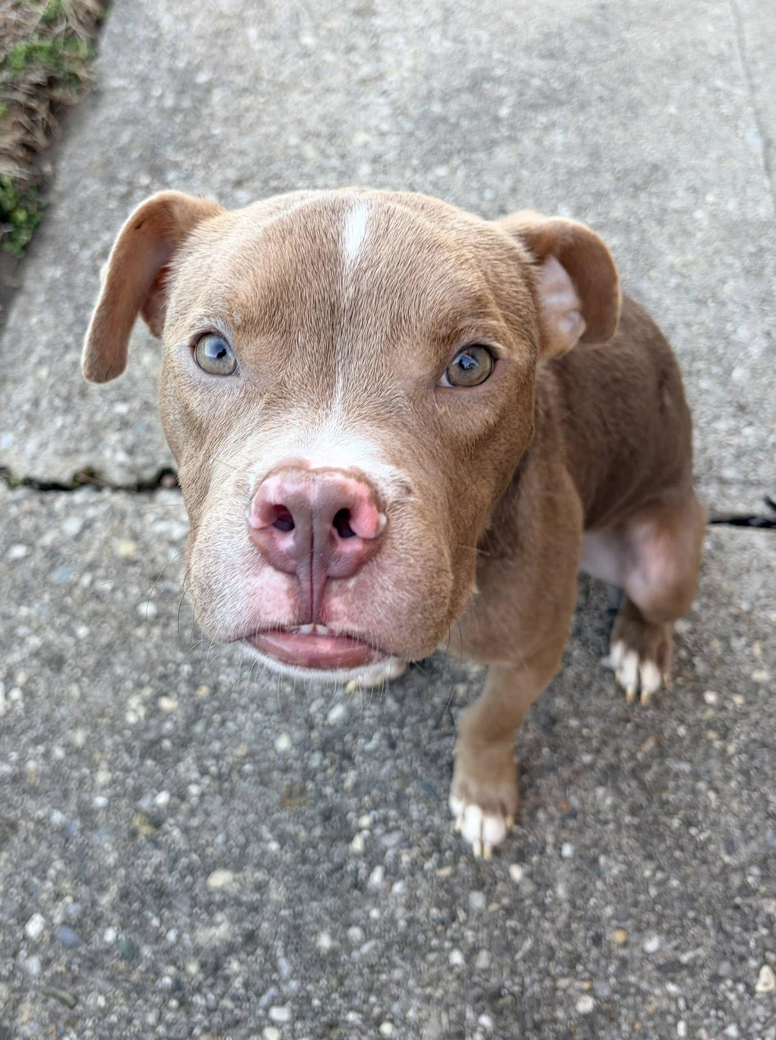 Enlarge Gumbo, a Adoptable mixed breed in Dayton, OH image 4/6